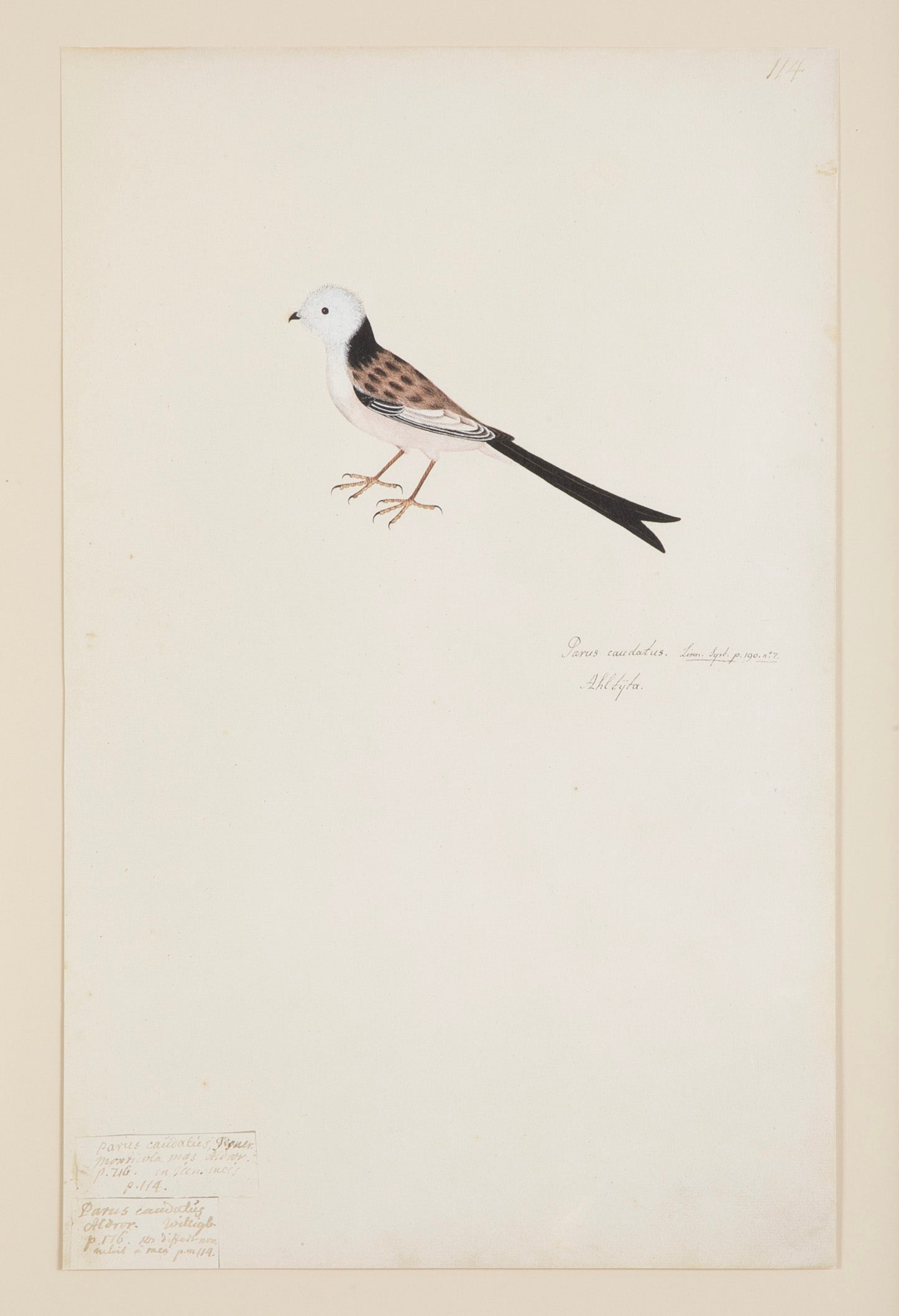 Offset Lithograph from "The Great Bird Book" by Olof Rudbeck The Younger