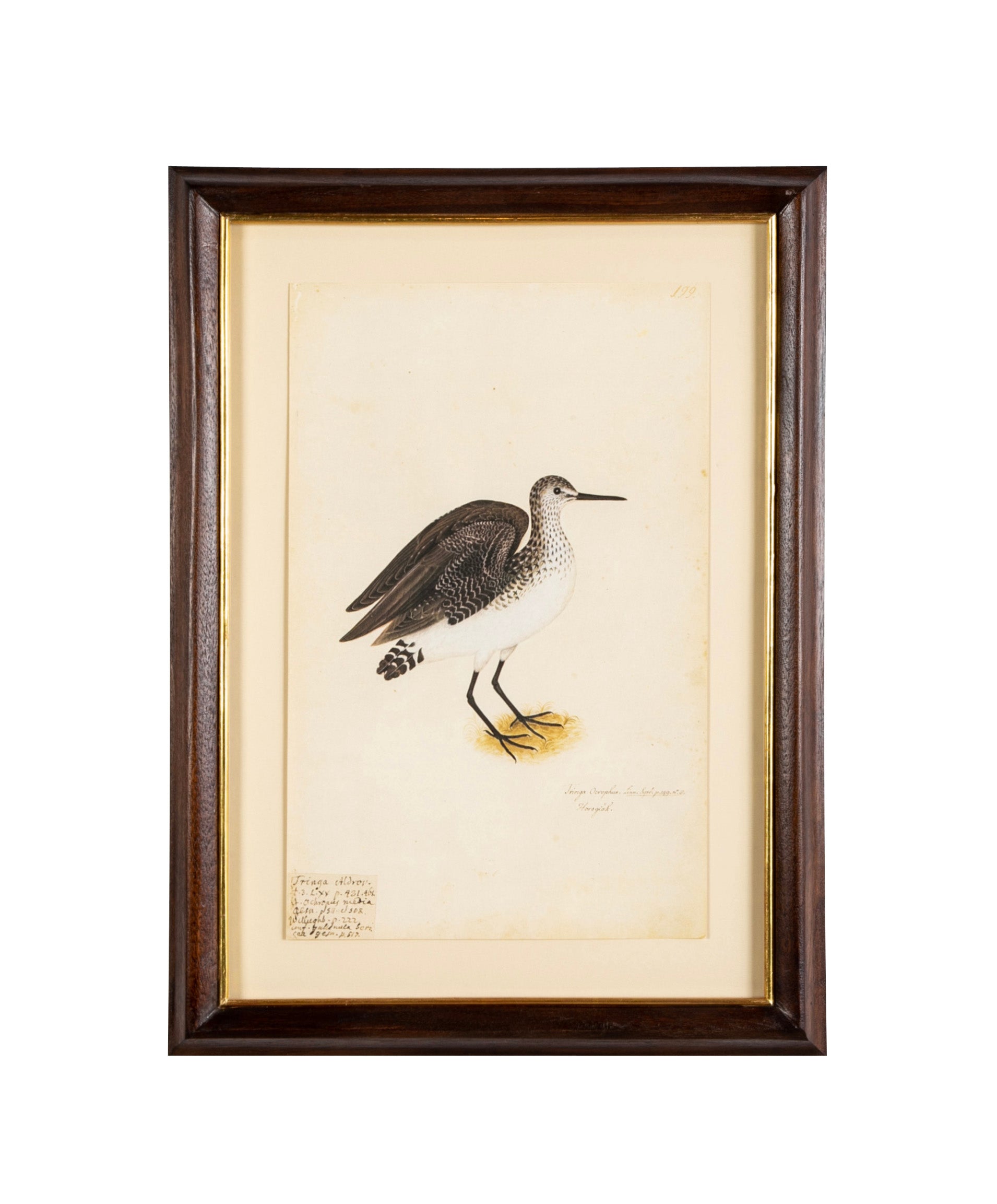 Offset Lithograph from "The Great Bird Book" by Olof Rudbeck The Younger