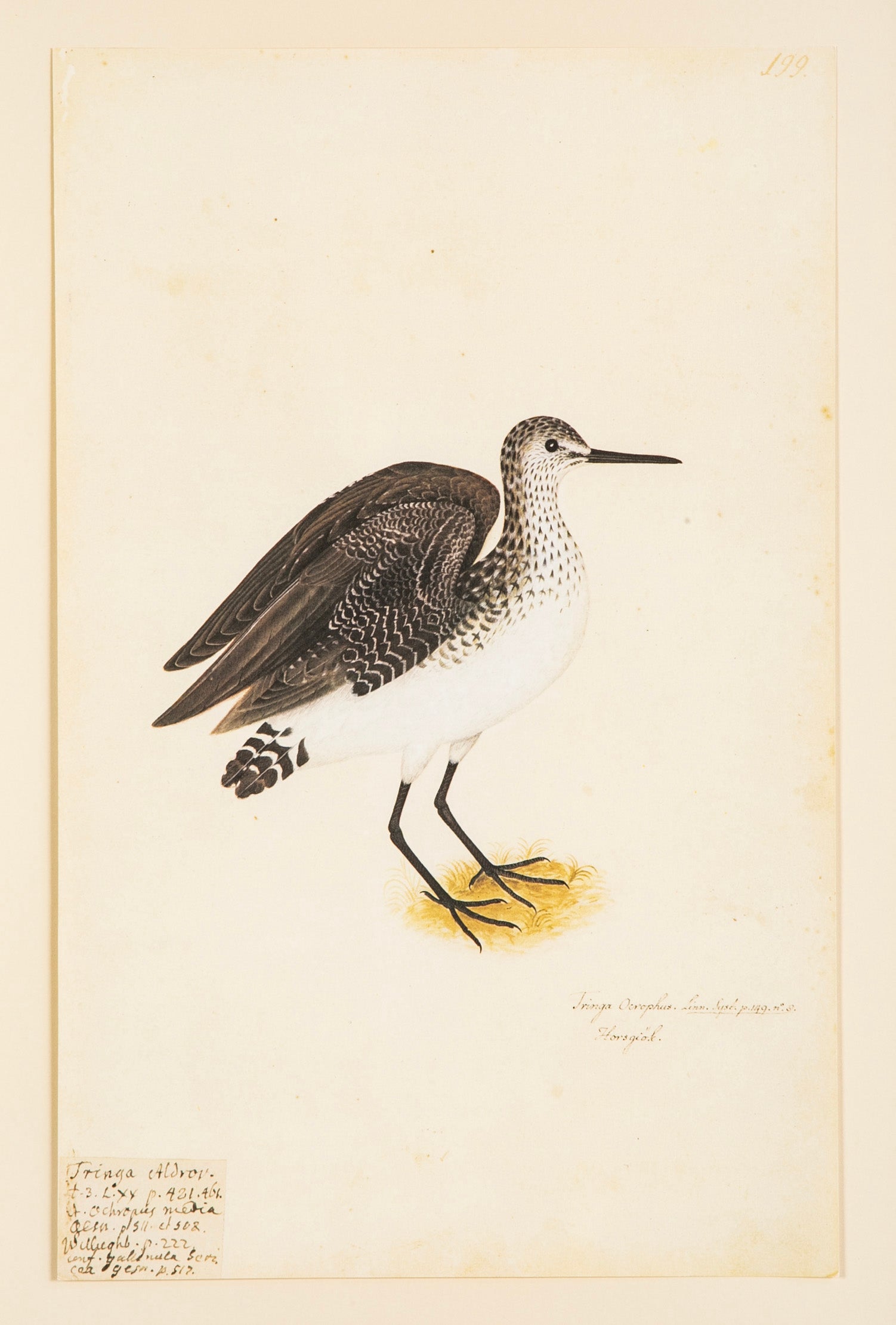 Offset Lithograph from "The Great Bird Book" by Olof Rudbeck The Younger