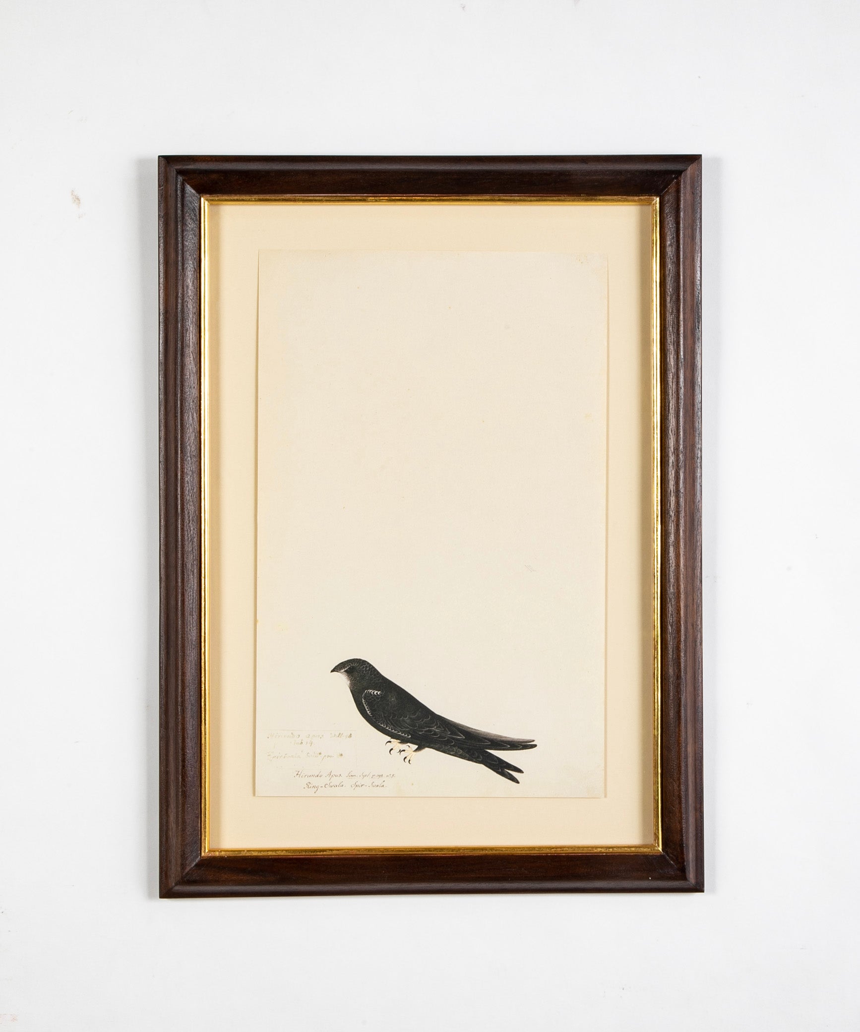Offset Lithograph from "The Great Bird Book" by Olof Rudbeck The Younger