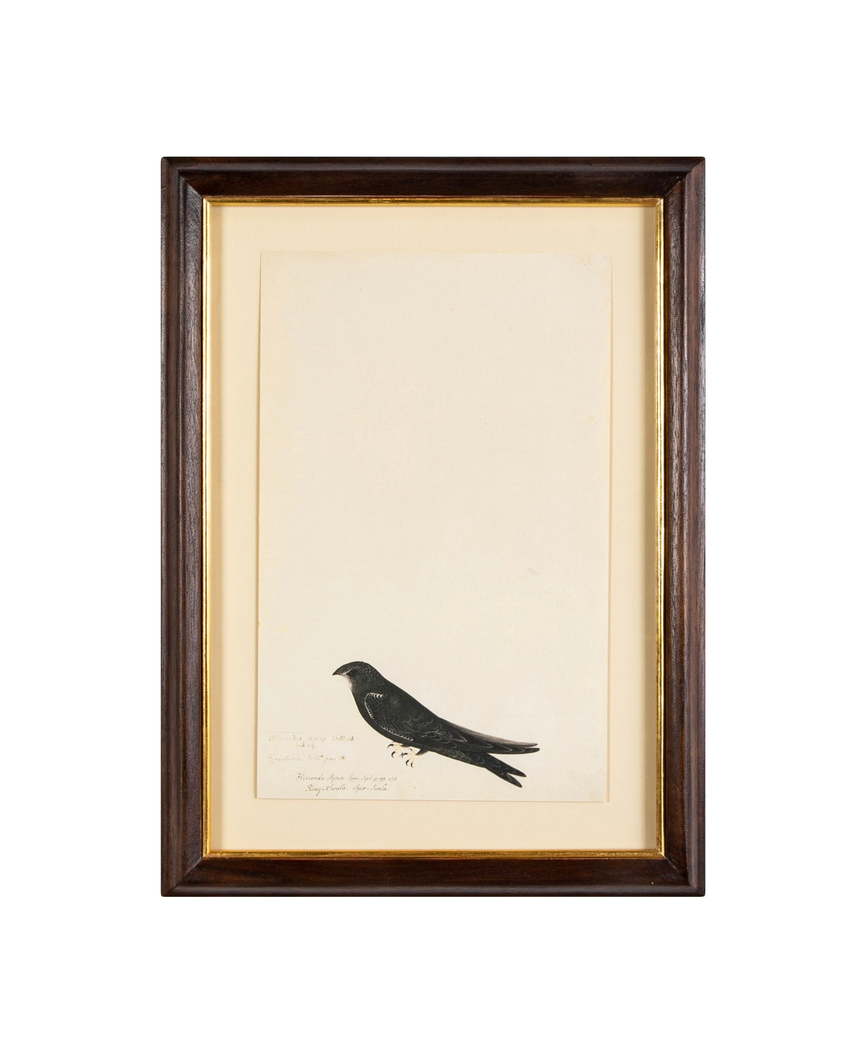 Offset Lithograph from "The Great Bird Book" by Olof Rudbeck The Younger