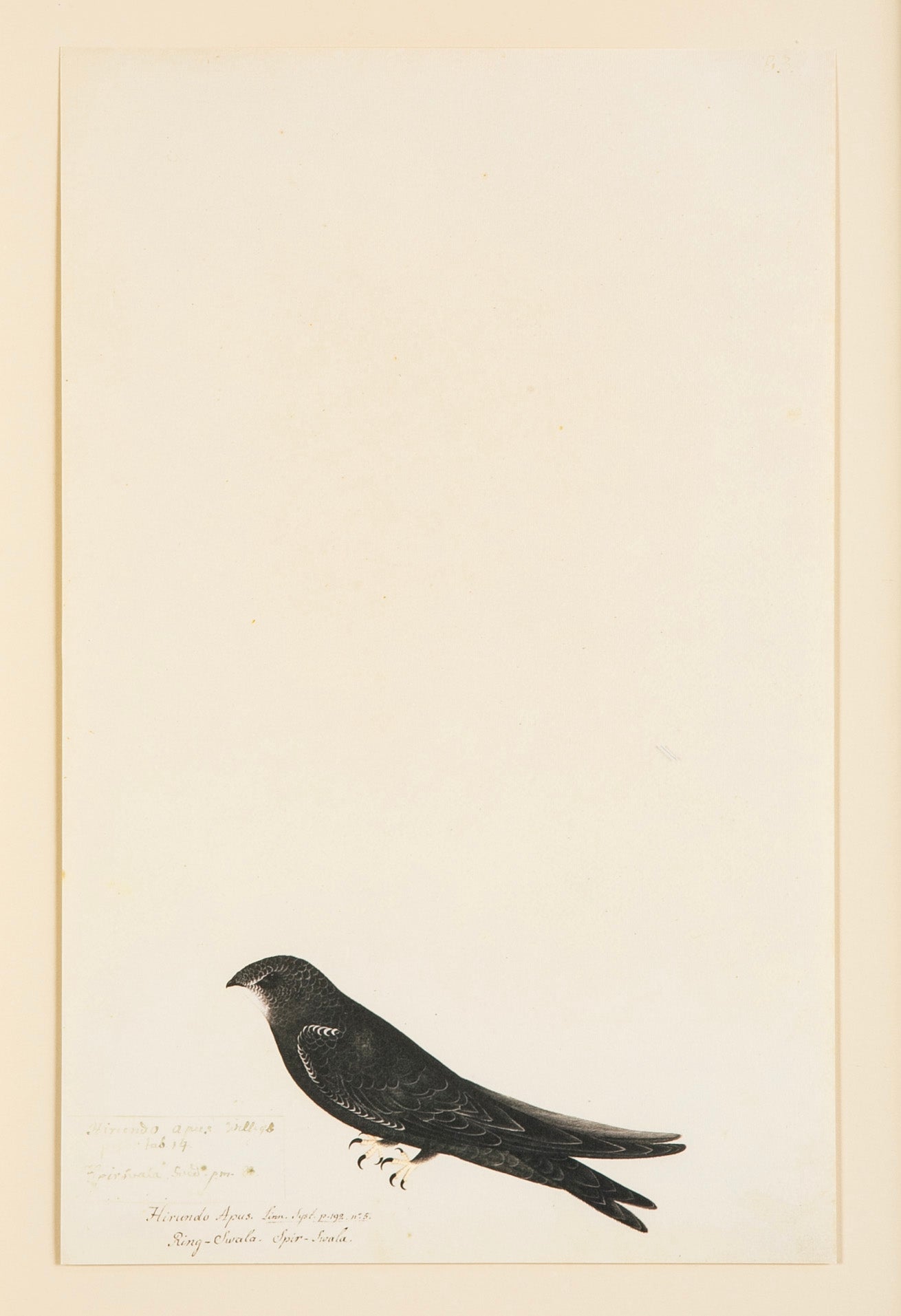 Offset Lithograph from "The Great Bird Book" by Olof Rudbeck The Younger