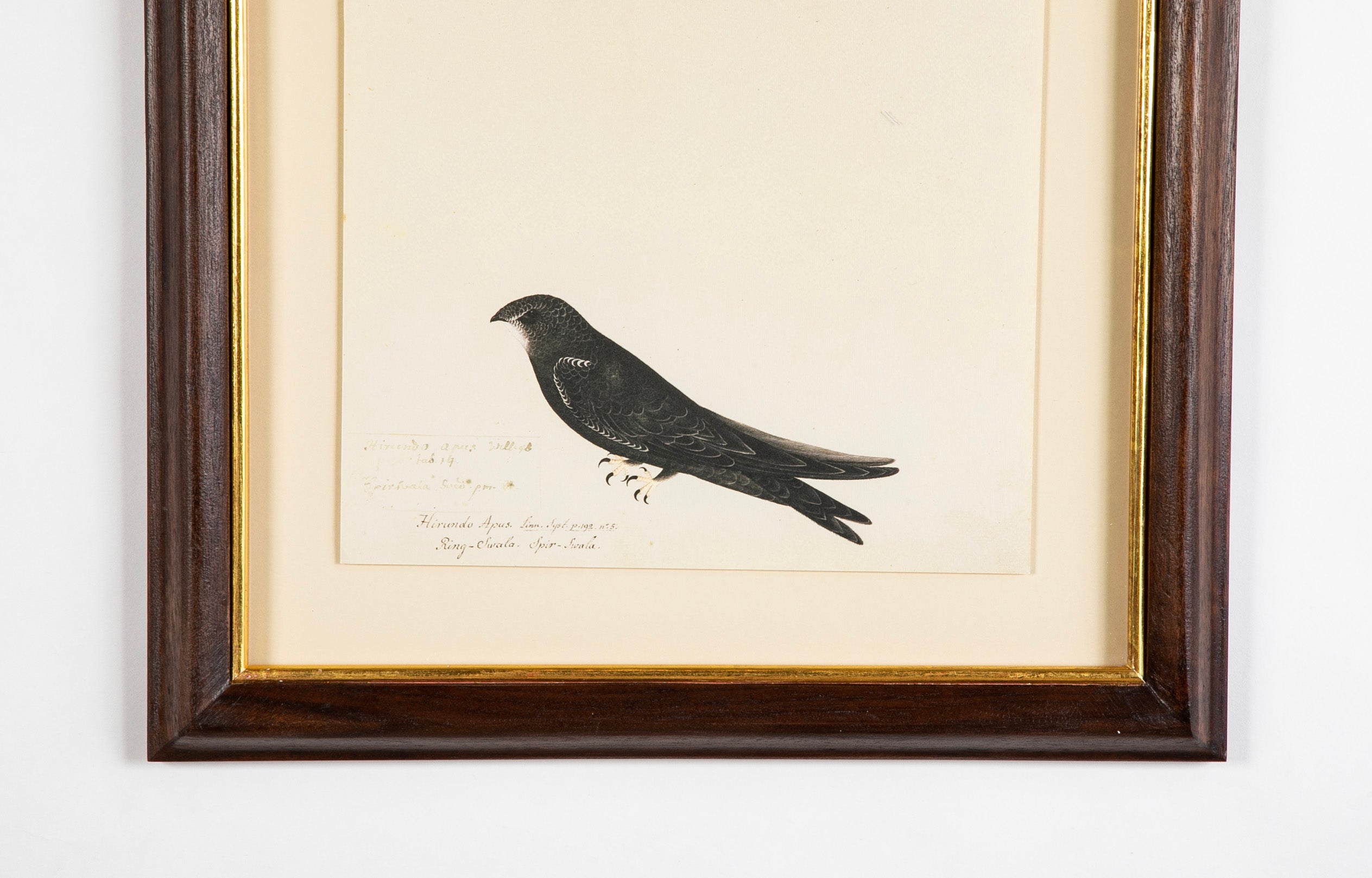 Offset Lithograph from "The Great Bird Book" by Olof Rudbeck The Younger