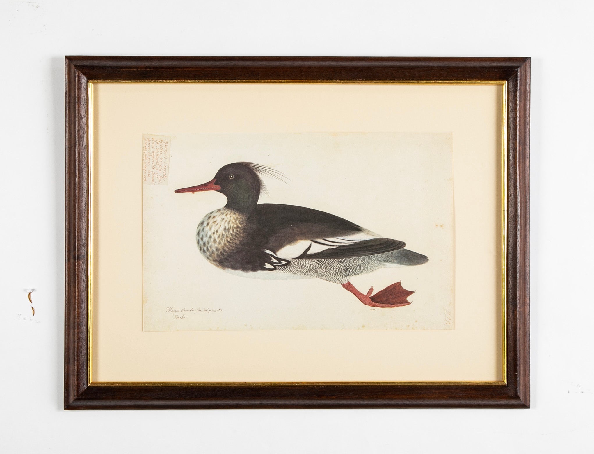 Offset Lithograph from "The Great Bird Book" by Olof Rudbeck The Younger