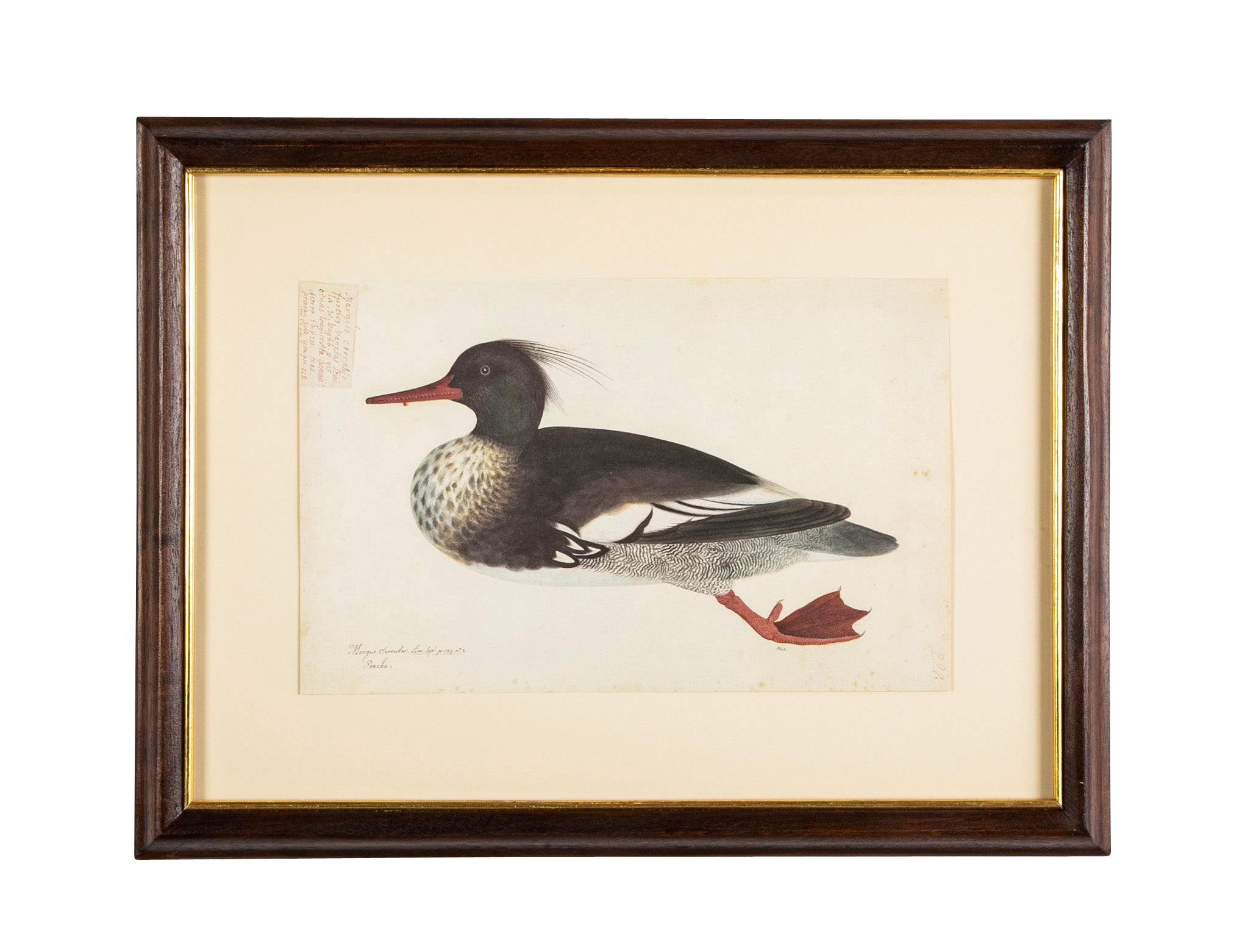 Offset Lithograph from "The Great Bird Book" by Olof Rudbeck The Younger