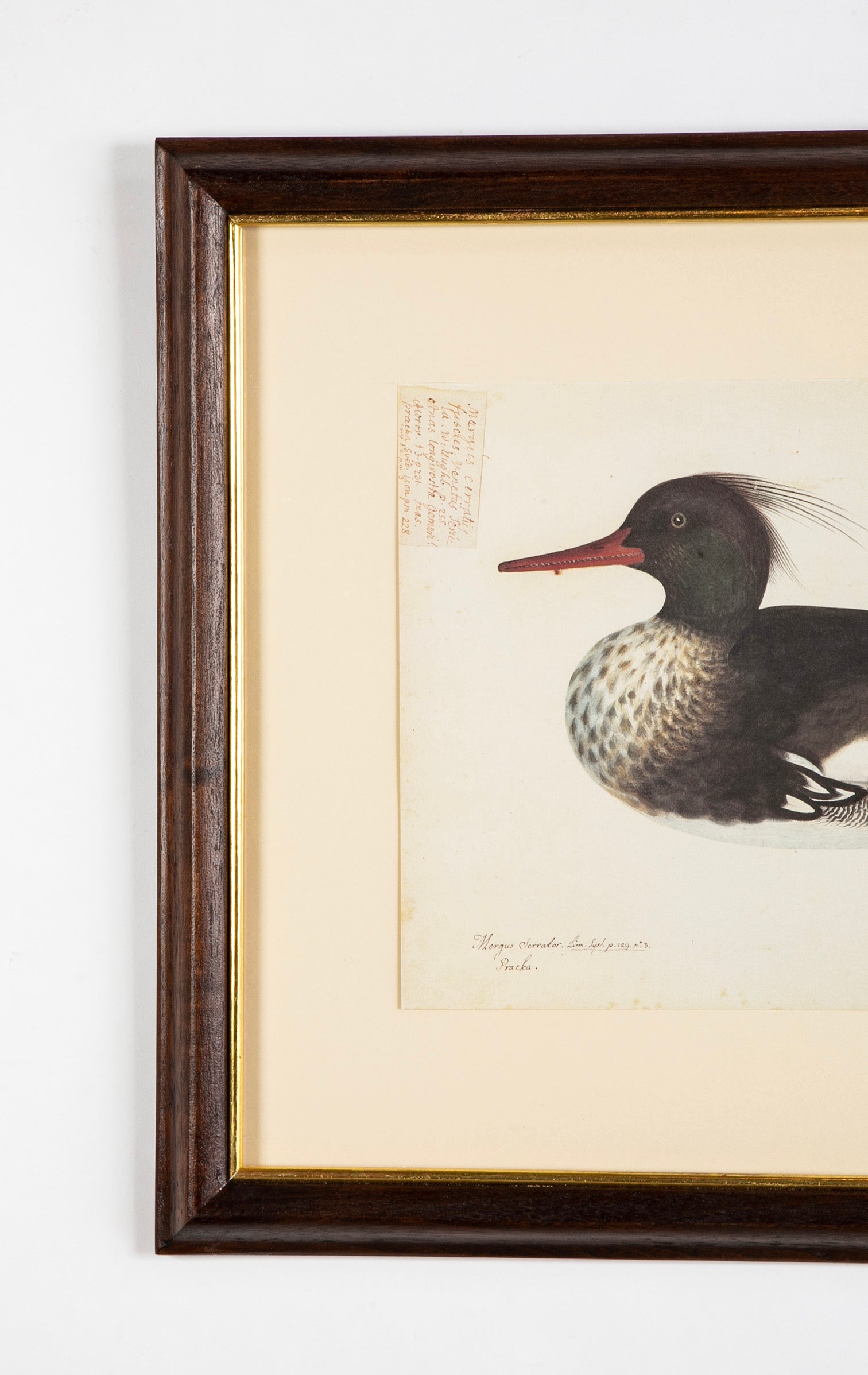 Offset Lithograph from "The Great Bird Book" by Olof Rudbeck The Younger