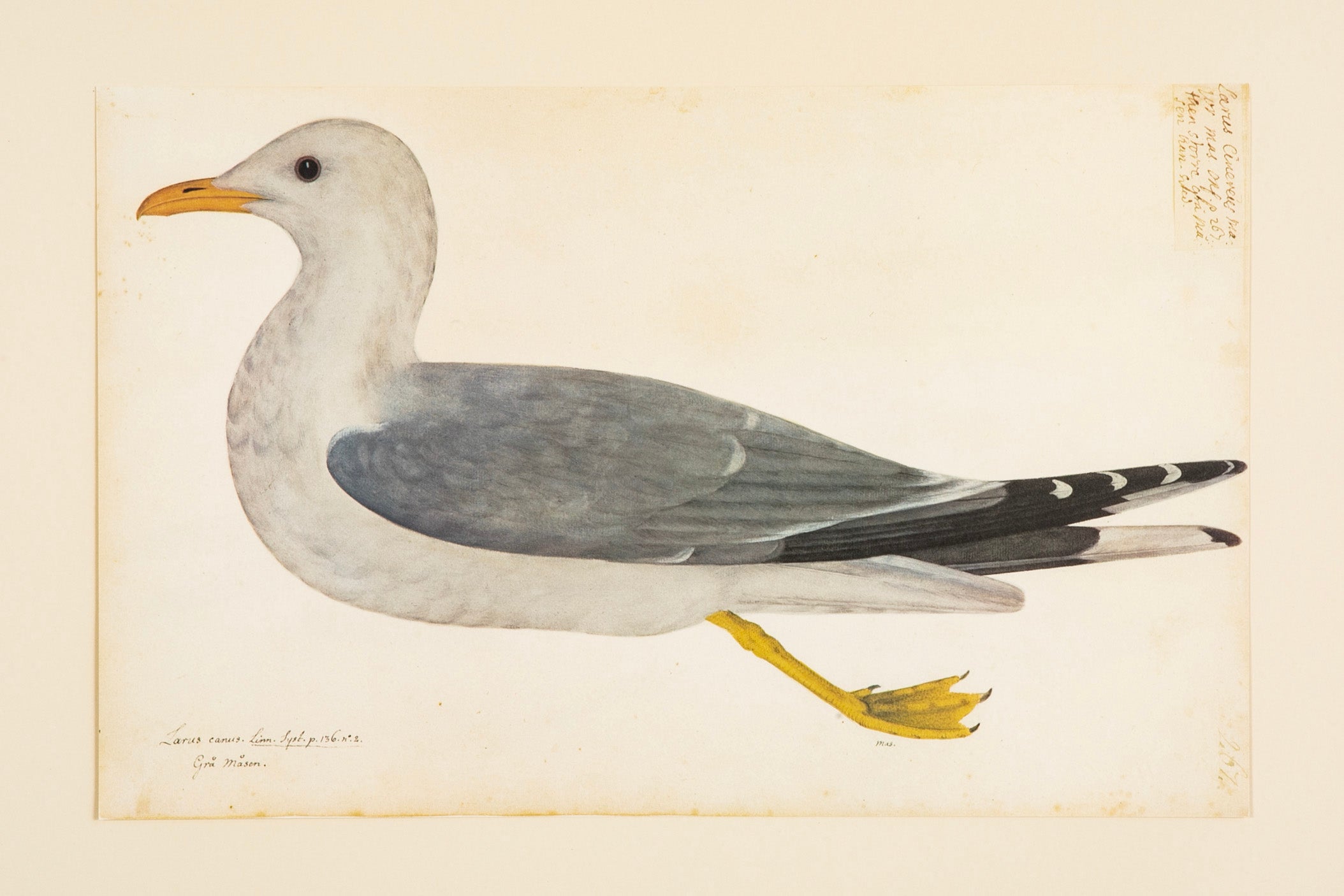 Offset Lithograph from "The Great Bird Book" by Olof Rudbeck The Younger