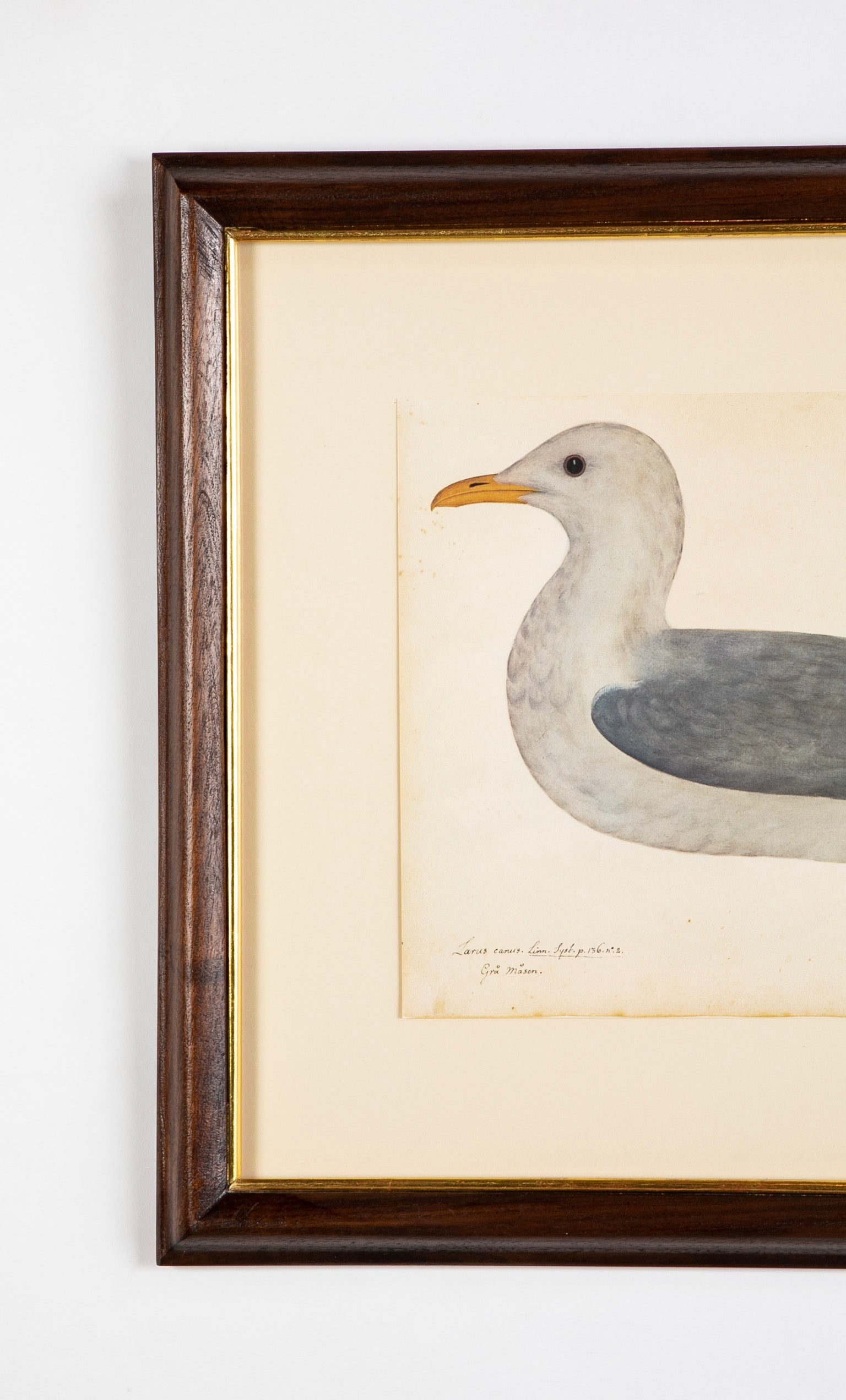 Offset Lithograph from "The Great Bird Book" by Olof Rudbeck The Younger