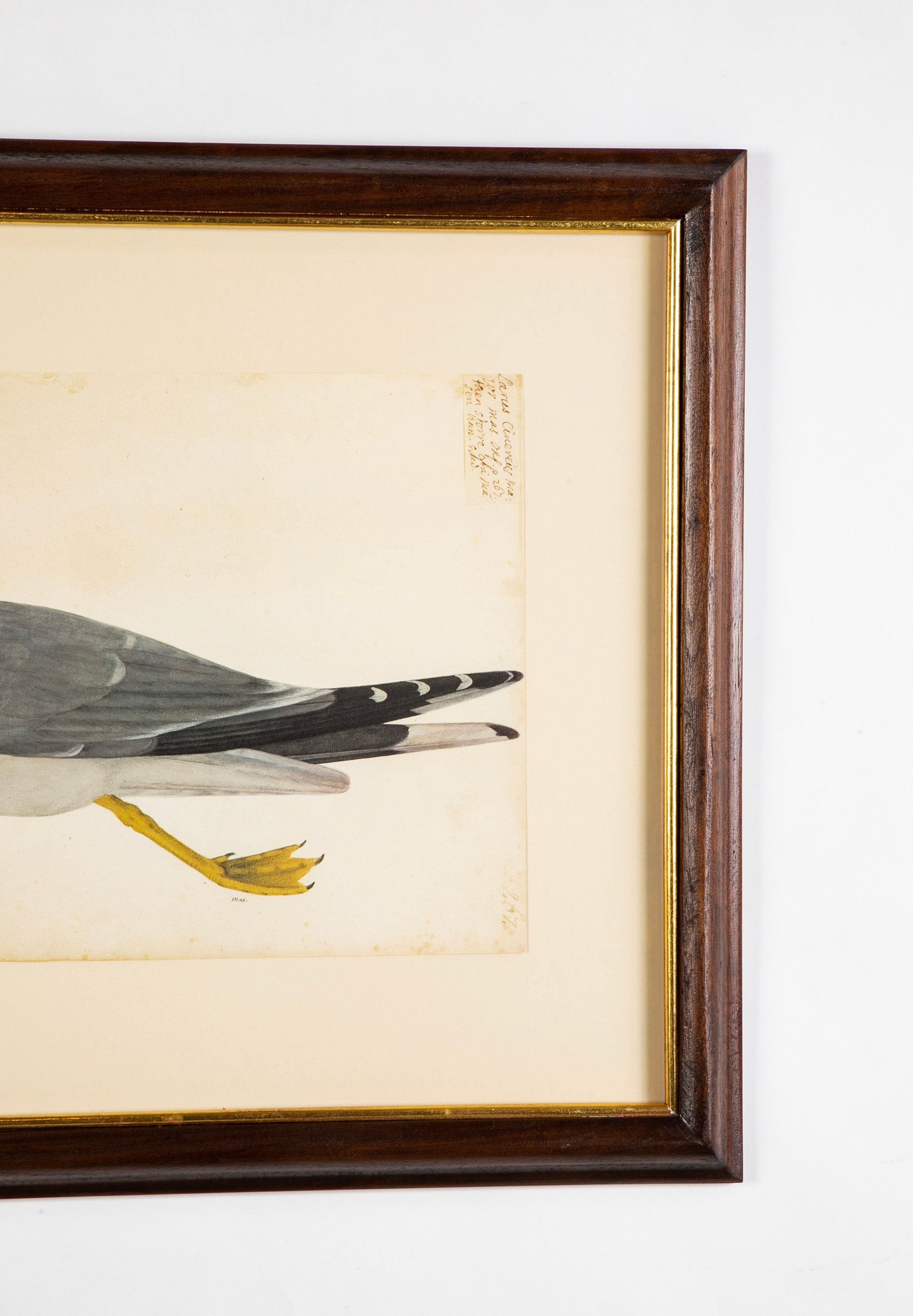 Offset Lithograph from "The Great Bird Book" by Olof Rudbeck The Younger