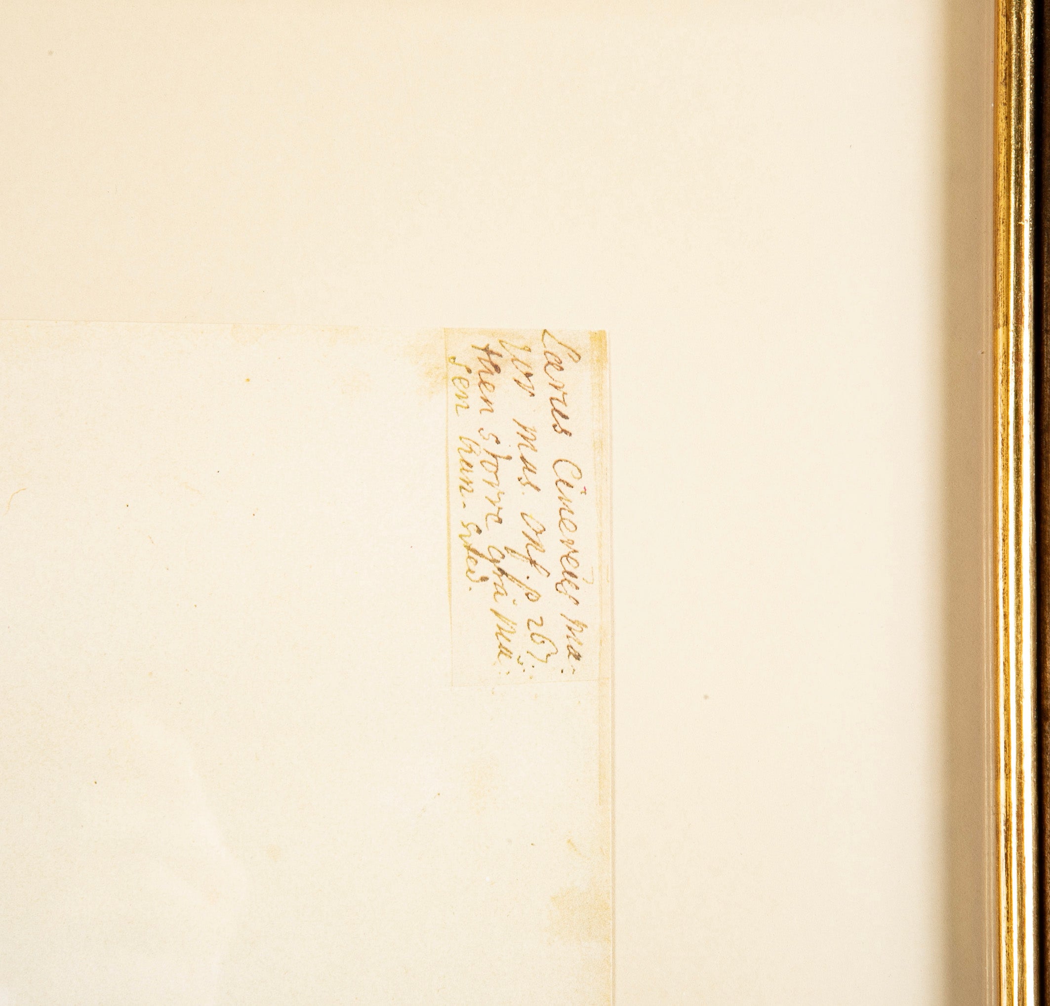 Offset Lithograph from "The Great Bird Book" by Olof Rudbeck The Younger