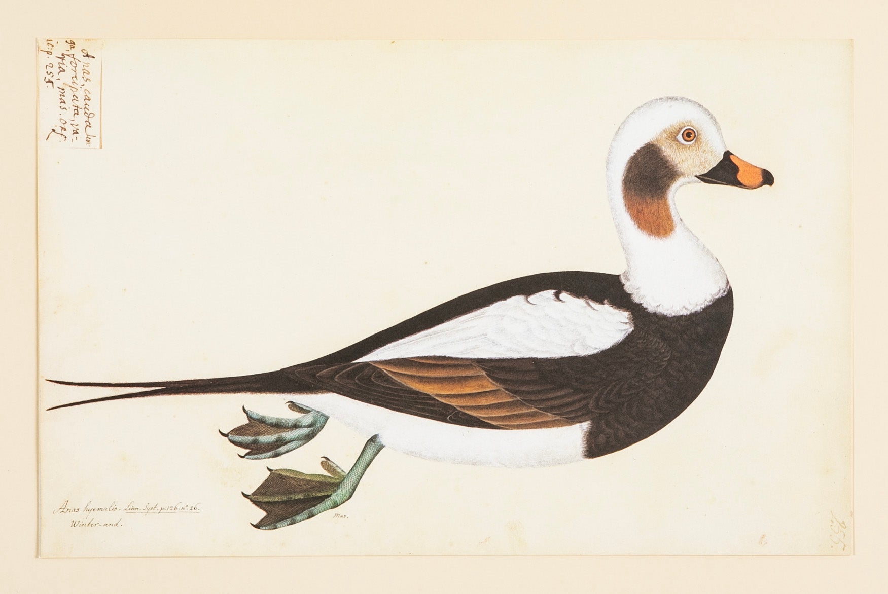 Offset Lithograph from "The Great Bird Book" by Olof Rudbeck The Younger