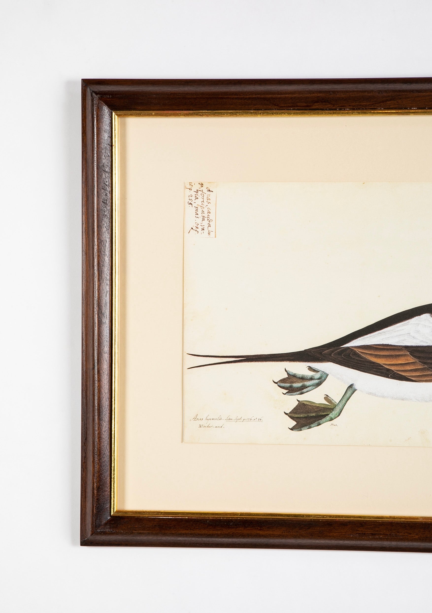 Offset Lithograph from "The Great Bird Book" by Olof Rudbeck The Younger