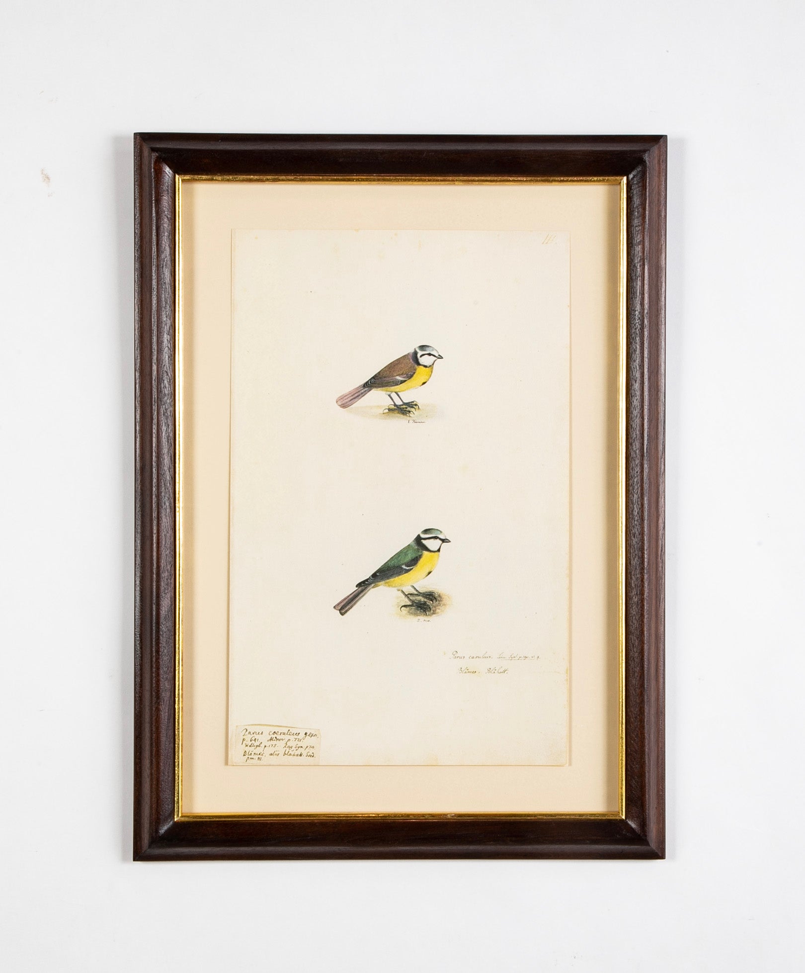 Offset Lithograph from "The Great Bird Book" by Olof Rudbeck The Younger