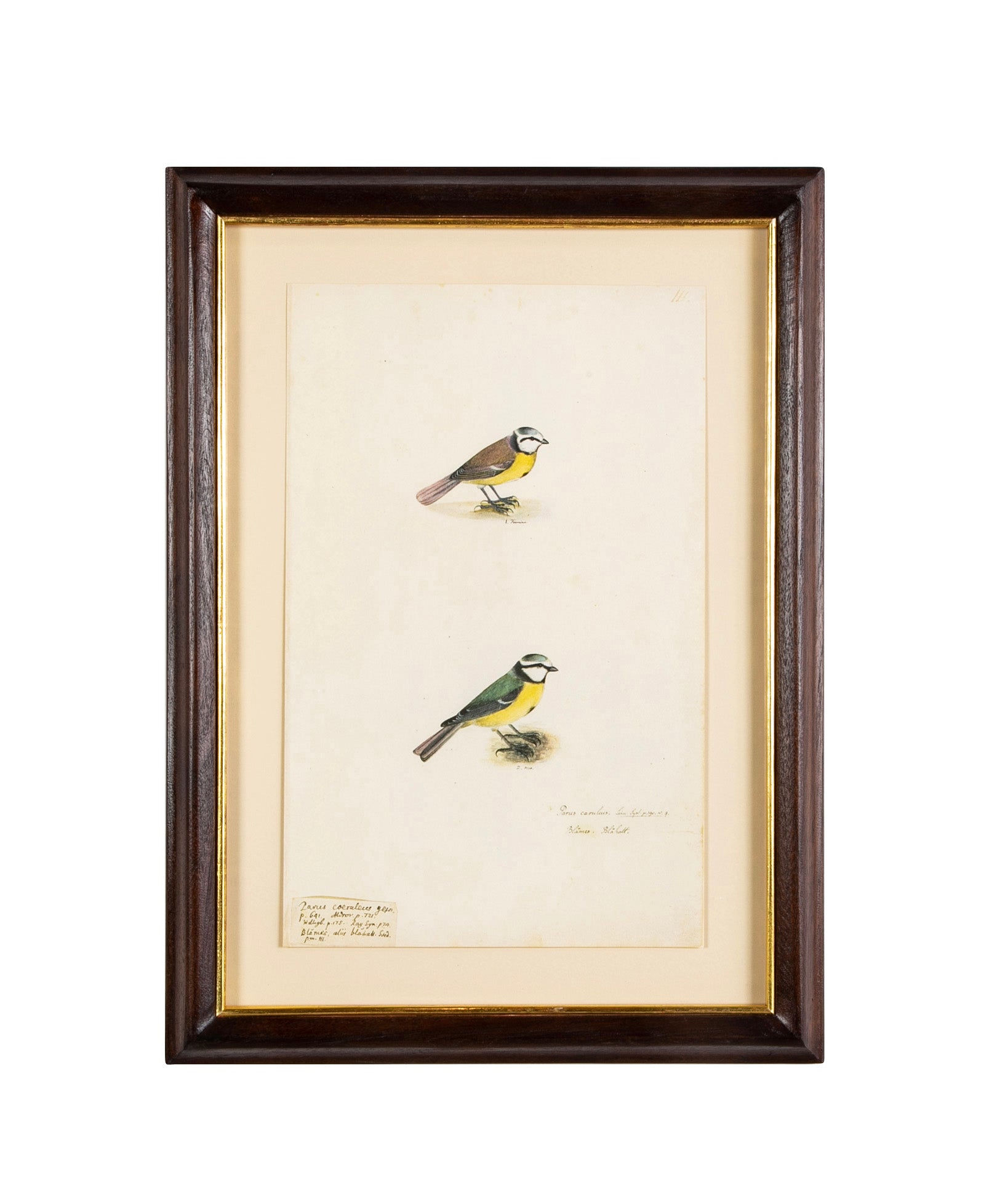Offset Lithograph from "The Great Bird Book" by Olof Rudbeck The Younger