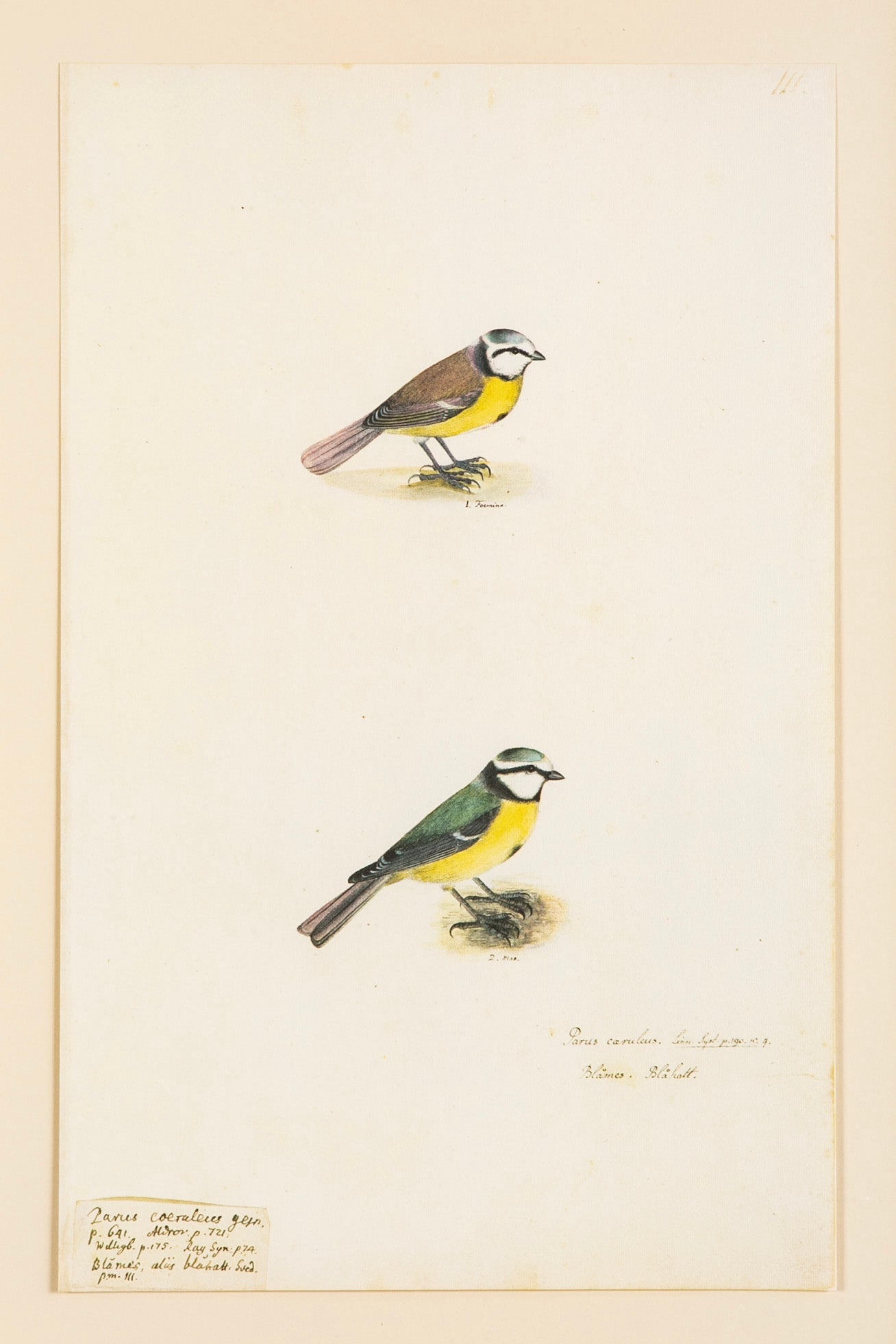 Offset Lithograph from "The Great Bird Book" by Olof Rudbeck The Younger