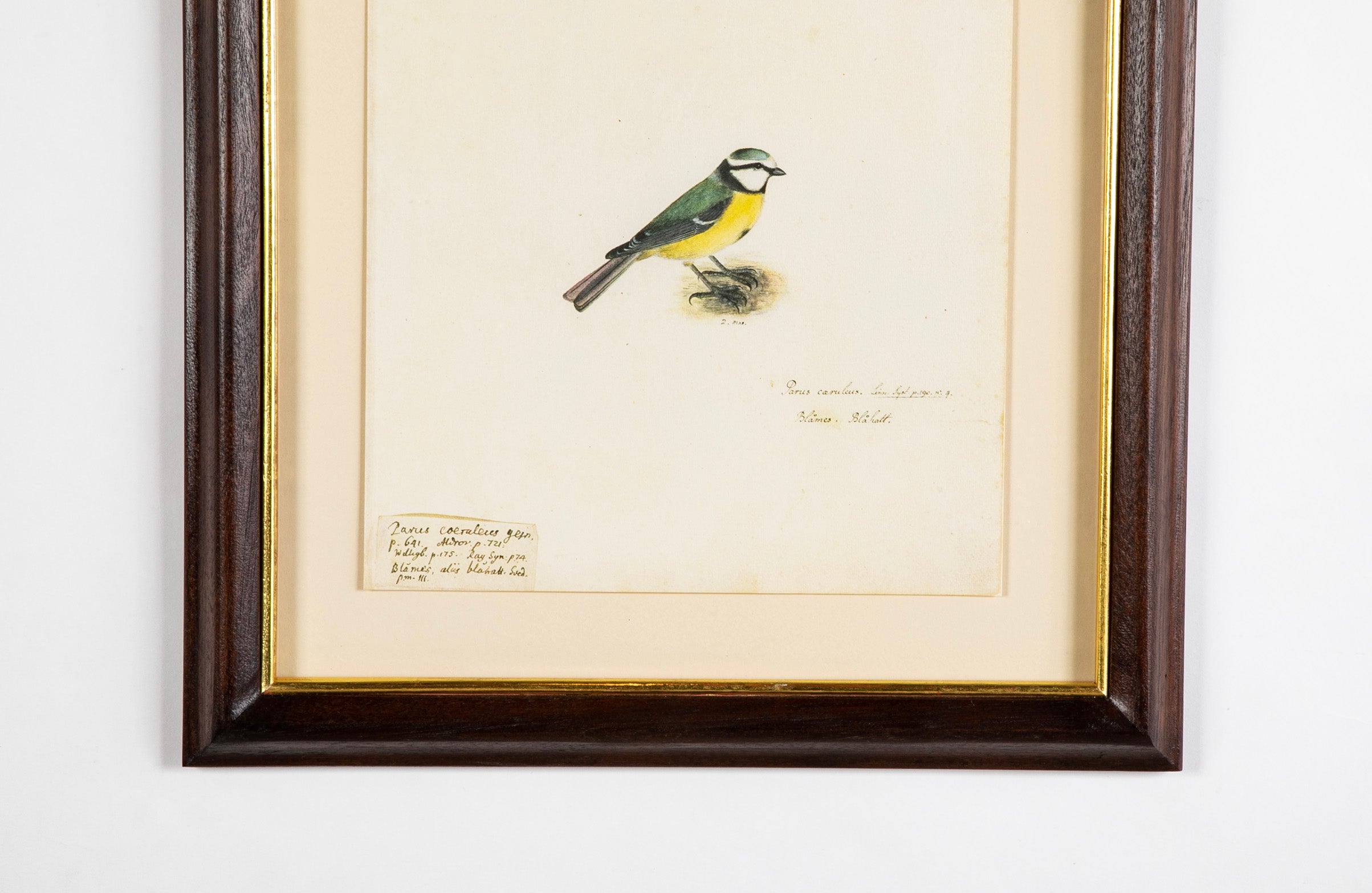 Offset Lithograph from "The Great Bird Book" by Olof Rudbeck The Younger