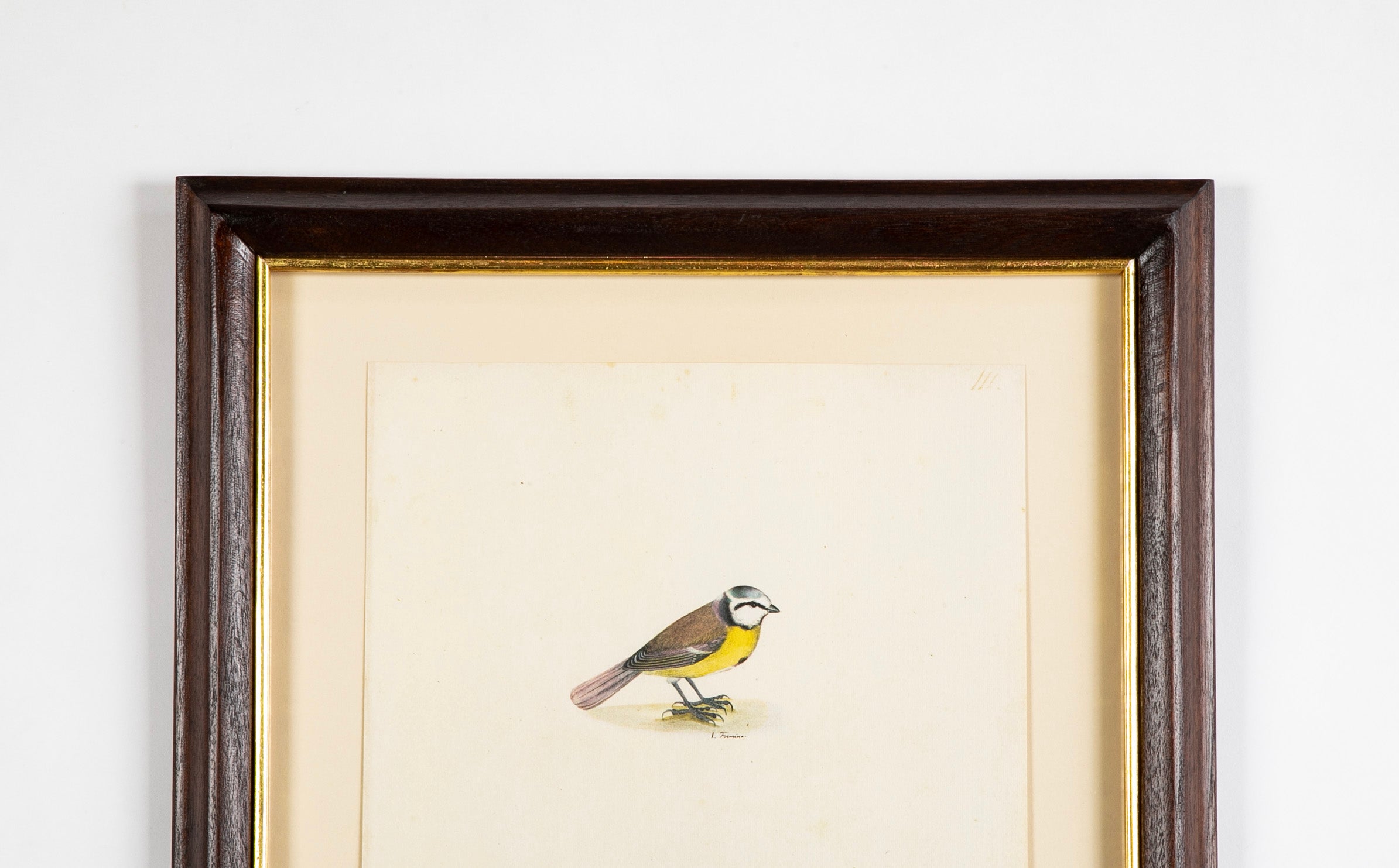 Offset Lithograph from "The Great Bird Book" by Olof Rudbeck The Younger