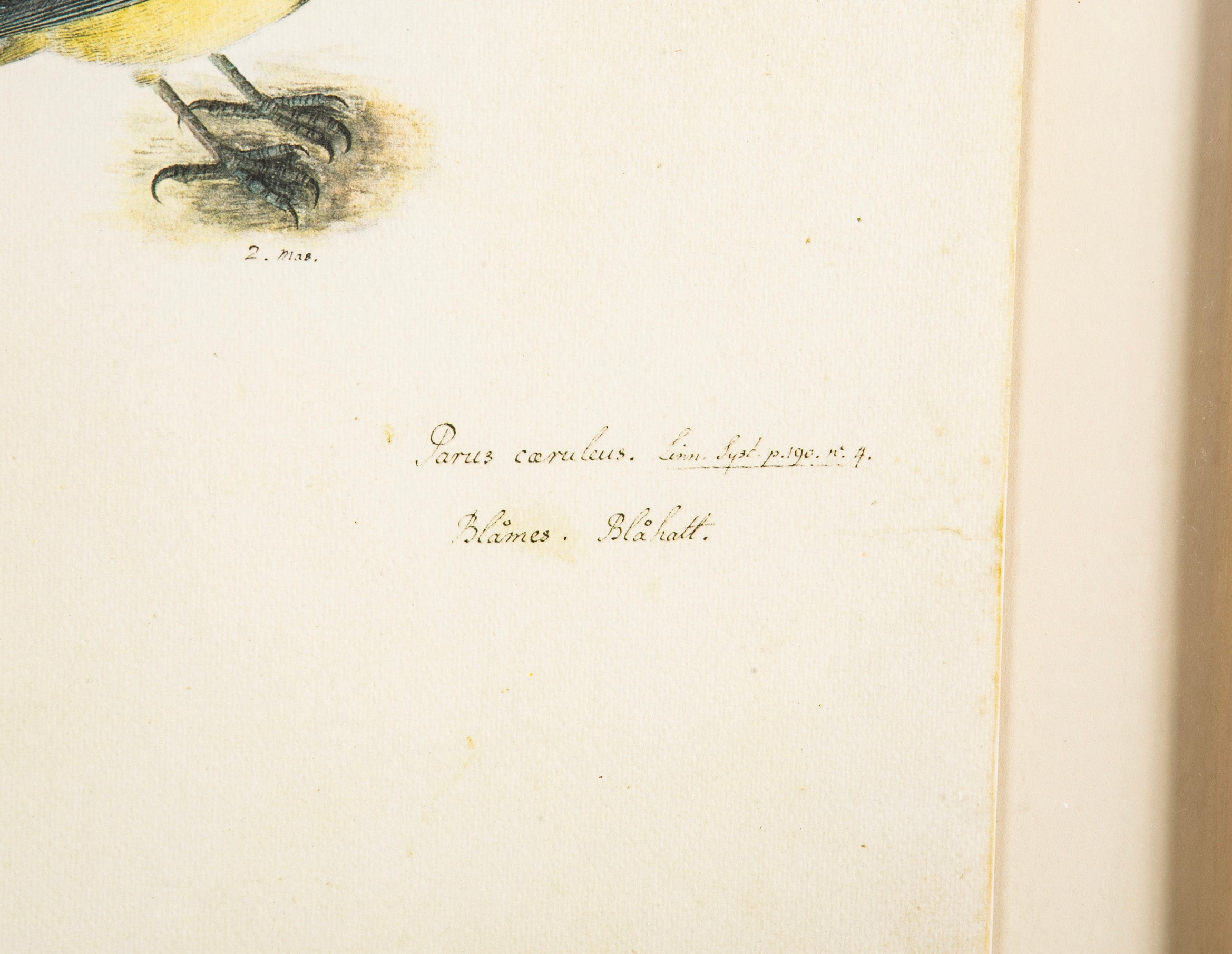 Offset Lithograph from "The Great Bird Book" by Olof Rudbeck The Younger
