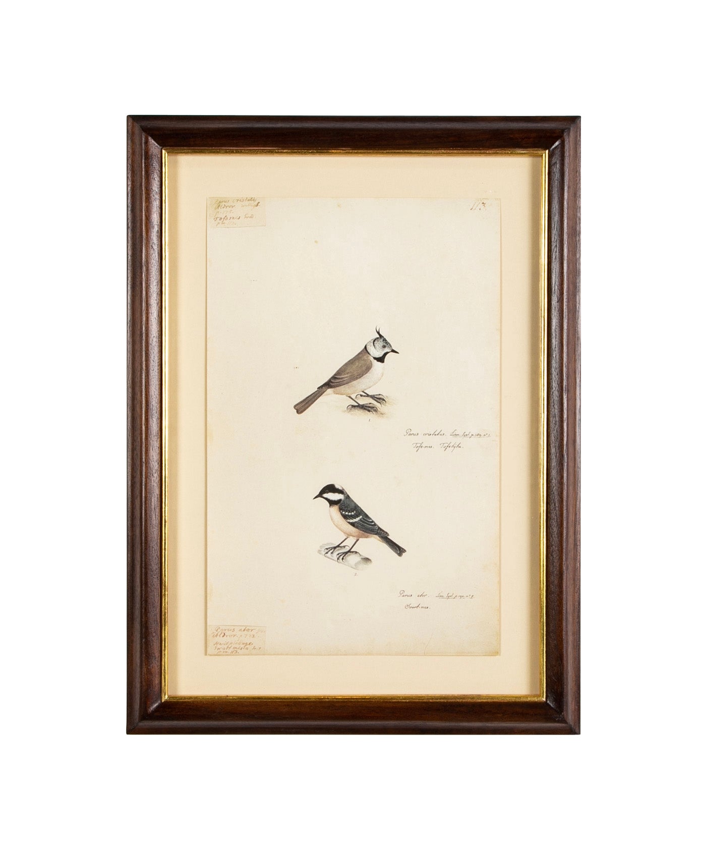 Offset Lithograph from "The Great Bird Book" by Olof Rudbeck The Younger