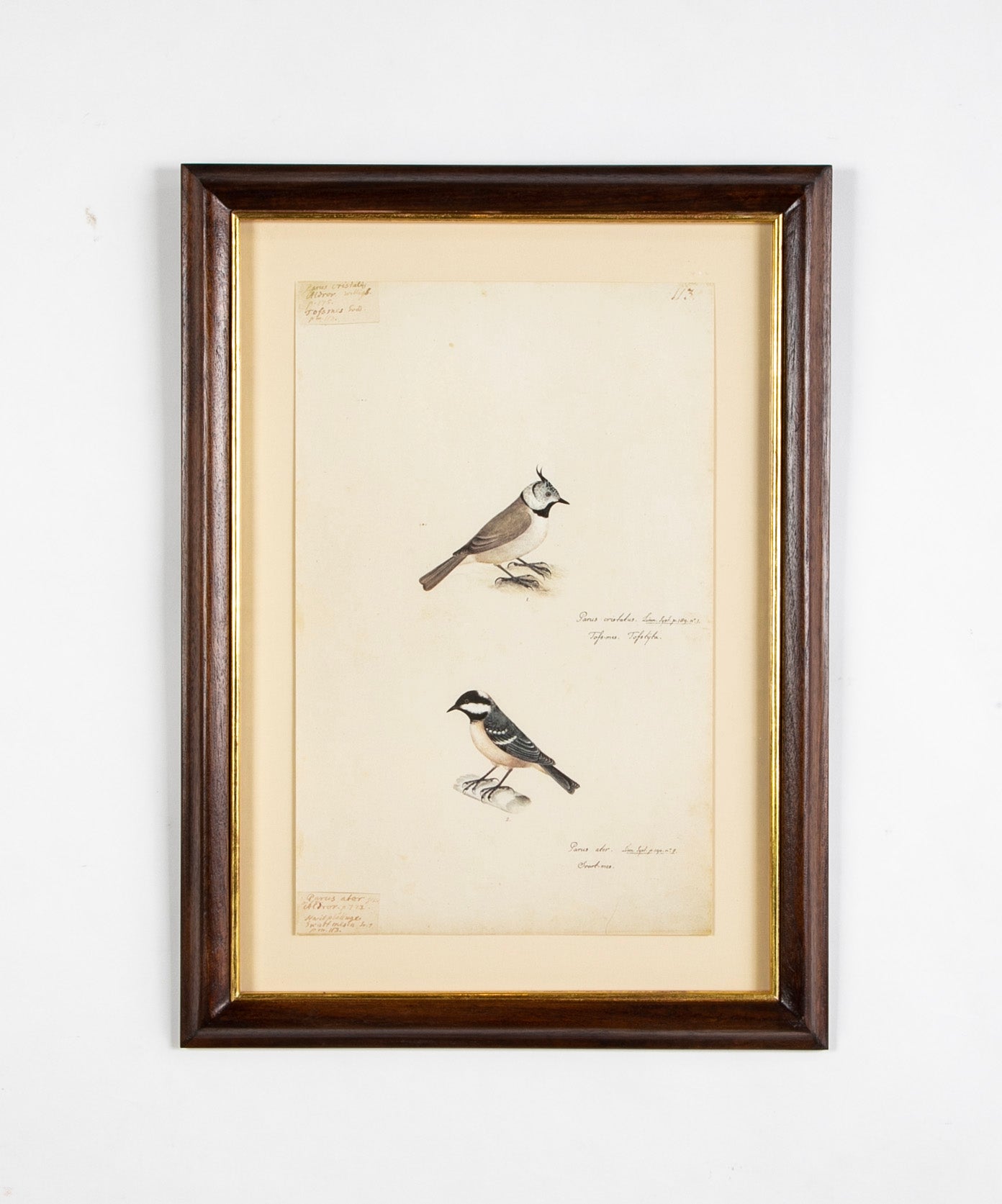 Offset Lithograph from "The Great Bird Book" by Olof Rudbeck The Younger