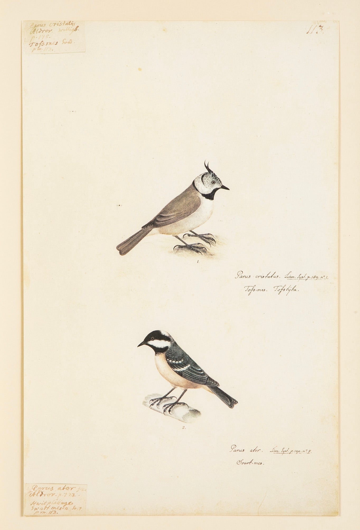Offset Lithograph from "The Great Bird Book" by Olof Rudbeck The Younger
