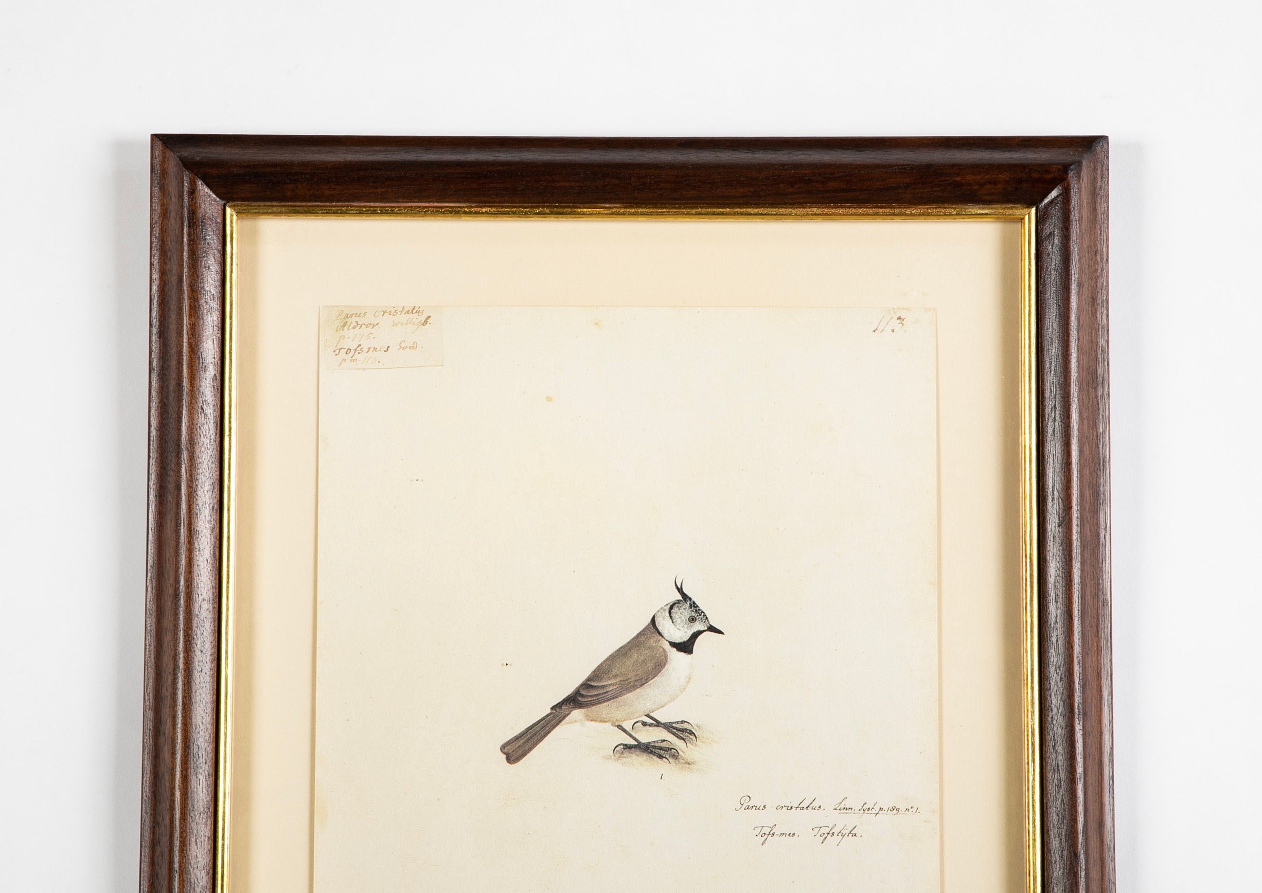 Offset Lithograph from "The Great Bird Book" by Olof Rudbeck The Younger