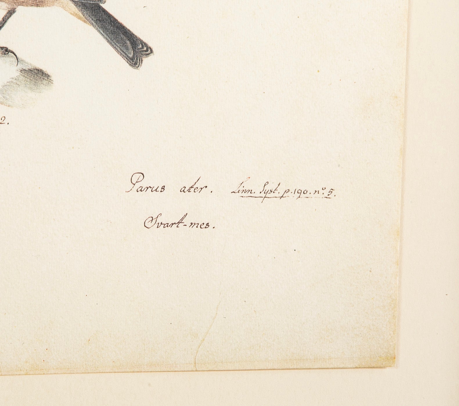 Offset Lithograph from "The Great Bird Book" by Olof Rudbeck The Younger