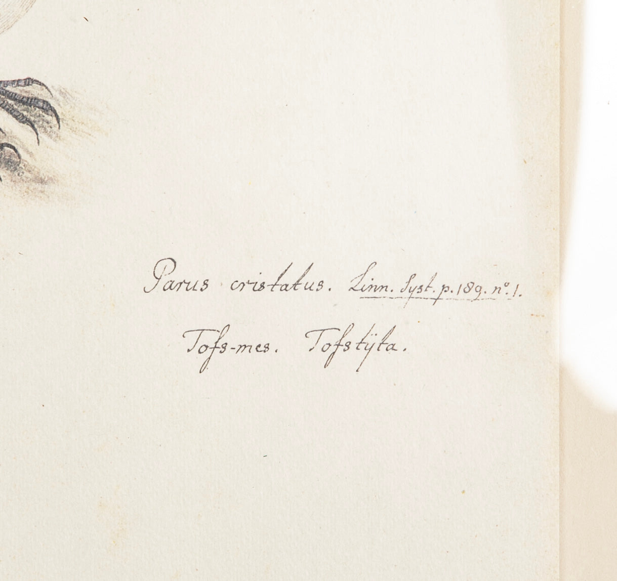 Offset Lithograph from "The Great Bird Book" by Olof Rudbeck The Younger