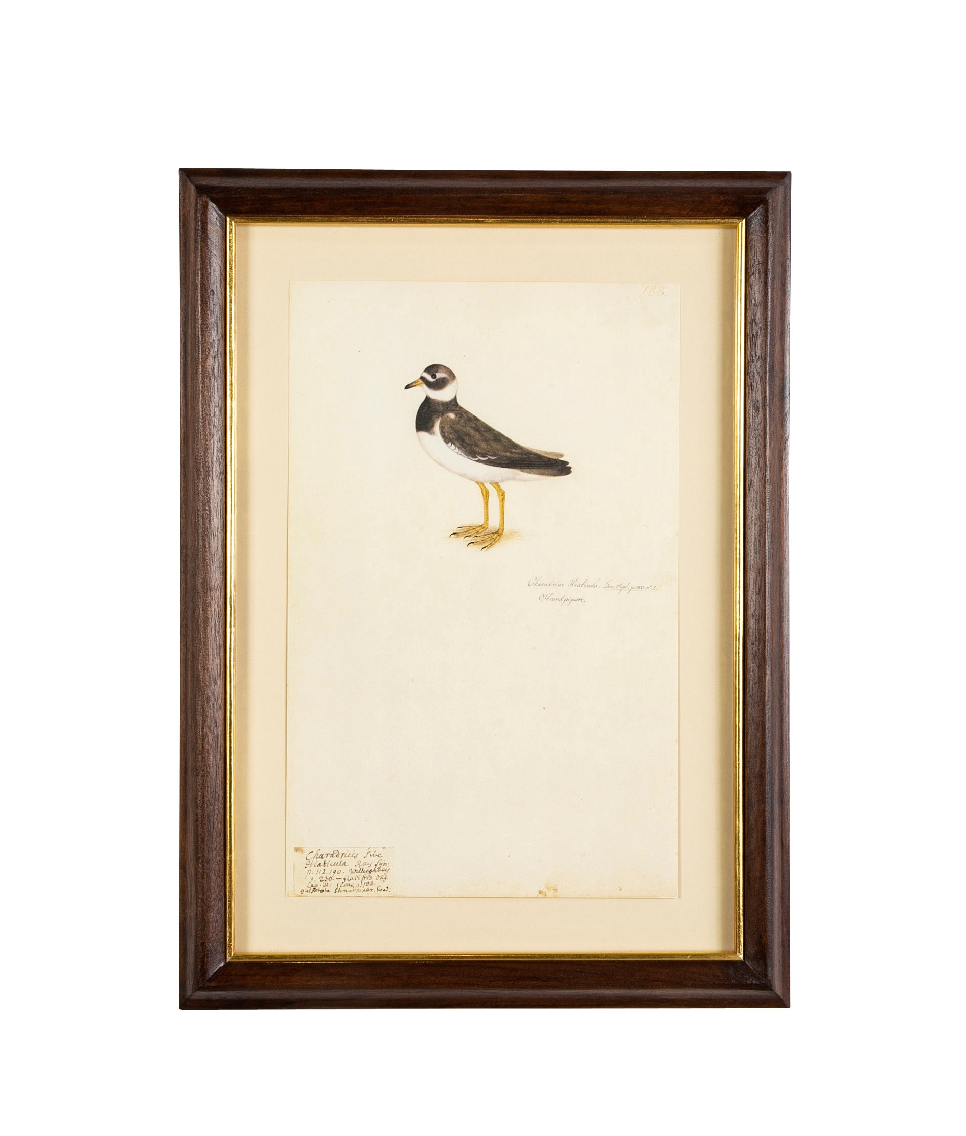 Offset Lithograph from "The Great Bird Book" by Olof Rudbeck The Younger