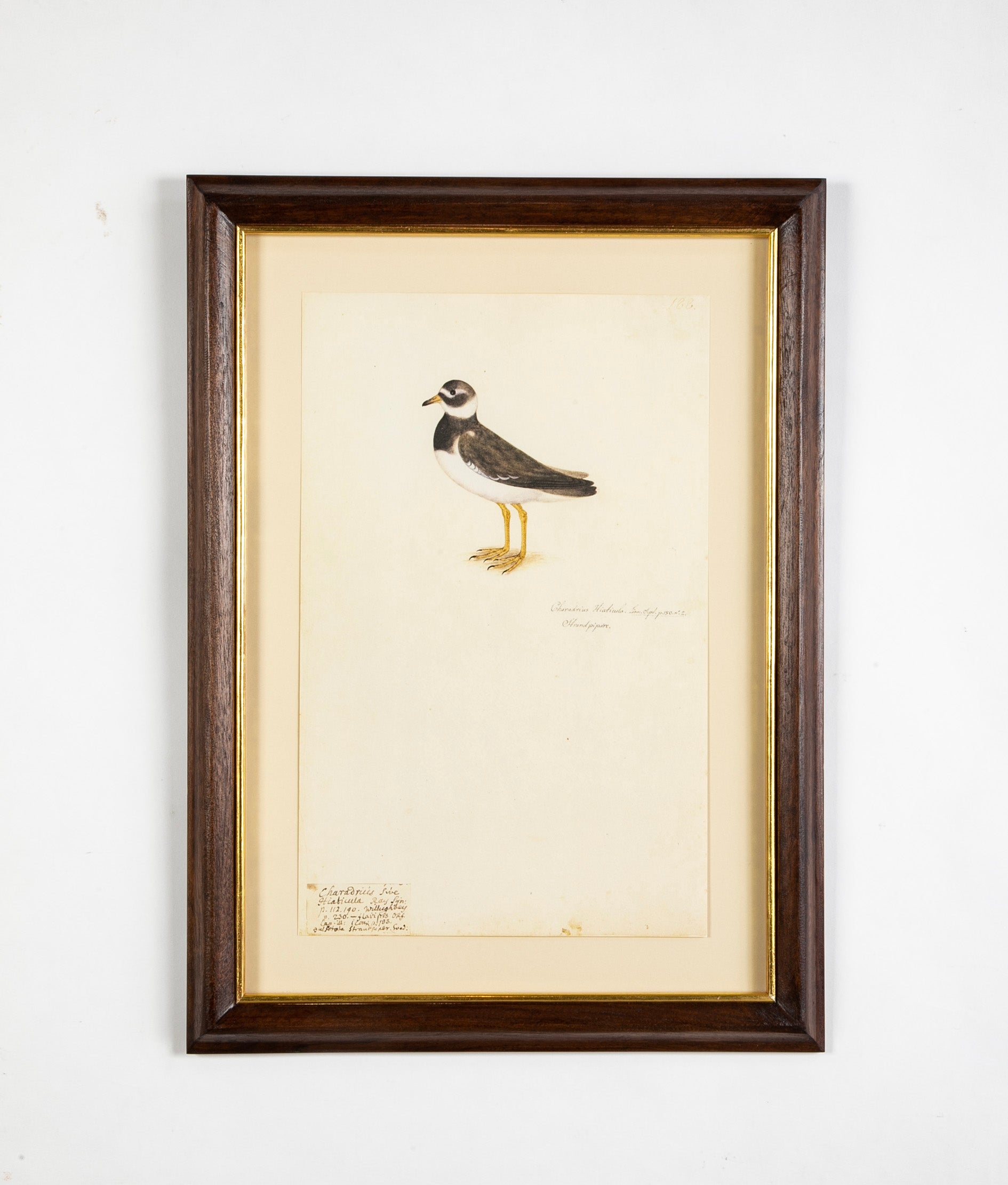 Offset Lithograph from "The Great Bird Book" by Olof Rudbeck The Younger