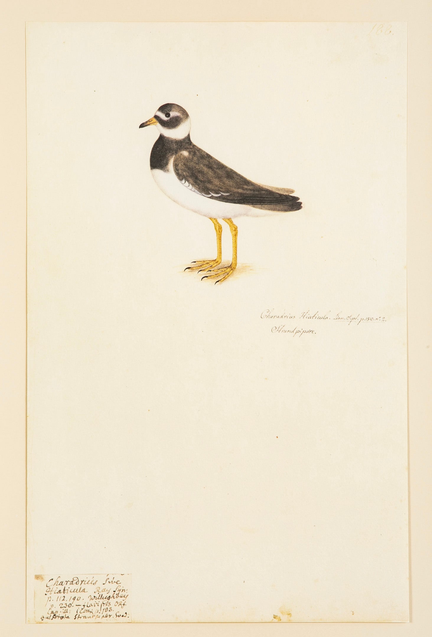 Offset Lithograph from "The Great Bird Book" by Olof Rudbeck The Younger