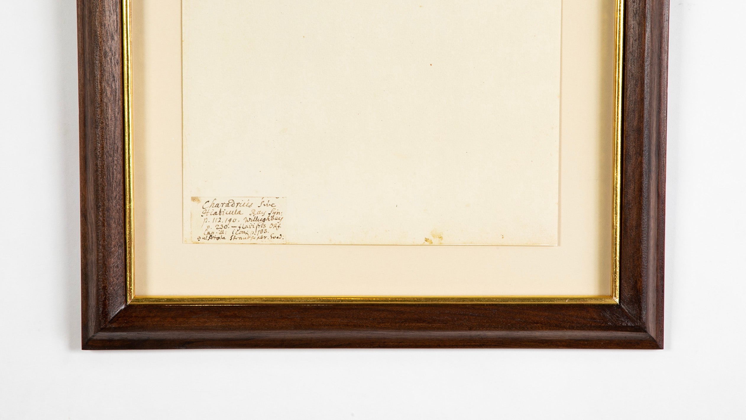 Offset Lithograph from "The Great Bird Book" by Olof Rudbeck The Younger