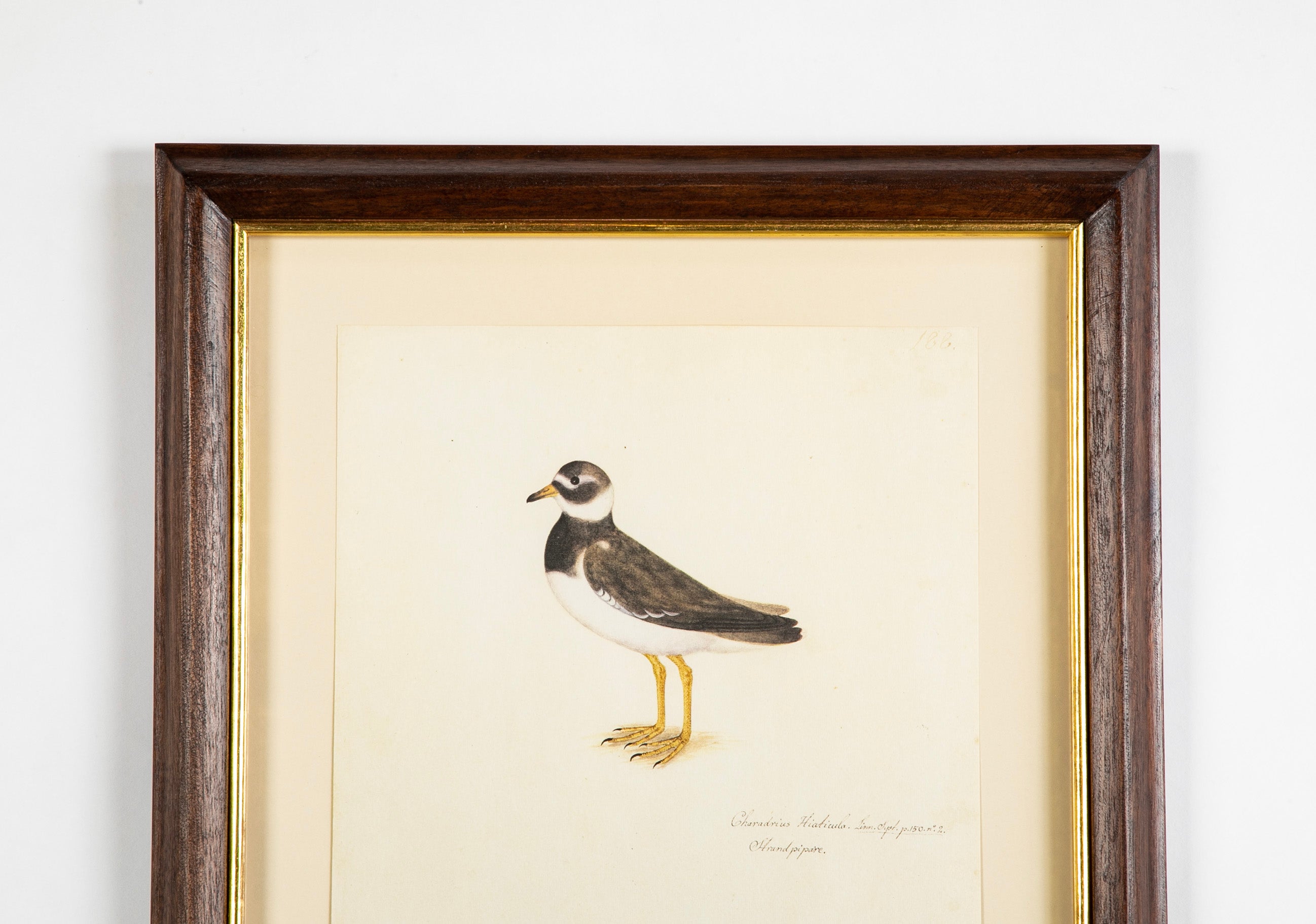 Offset Lithograph from "The Great Bird Book" by Olof Rudbeck The Younger