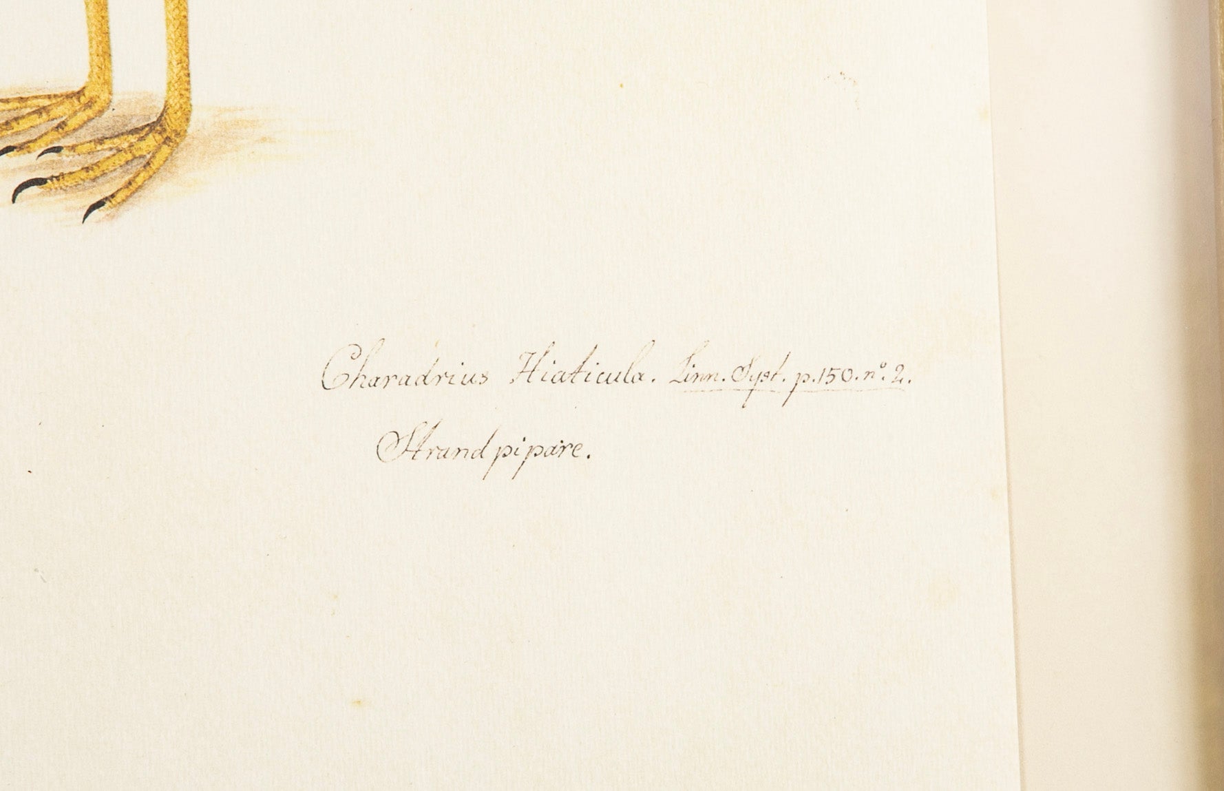 Offset Lithograph from "The Great Bird Book" by Olof Rudbeck The Younger