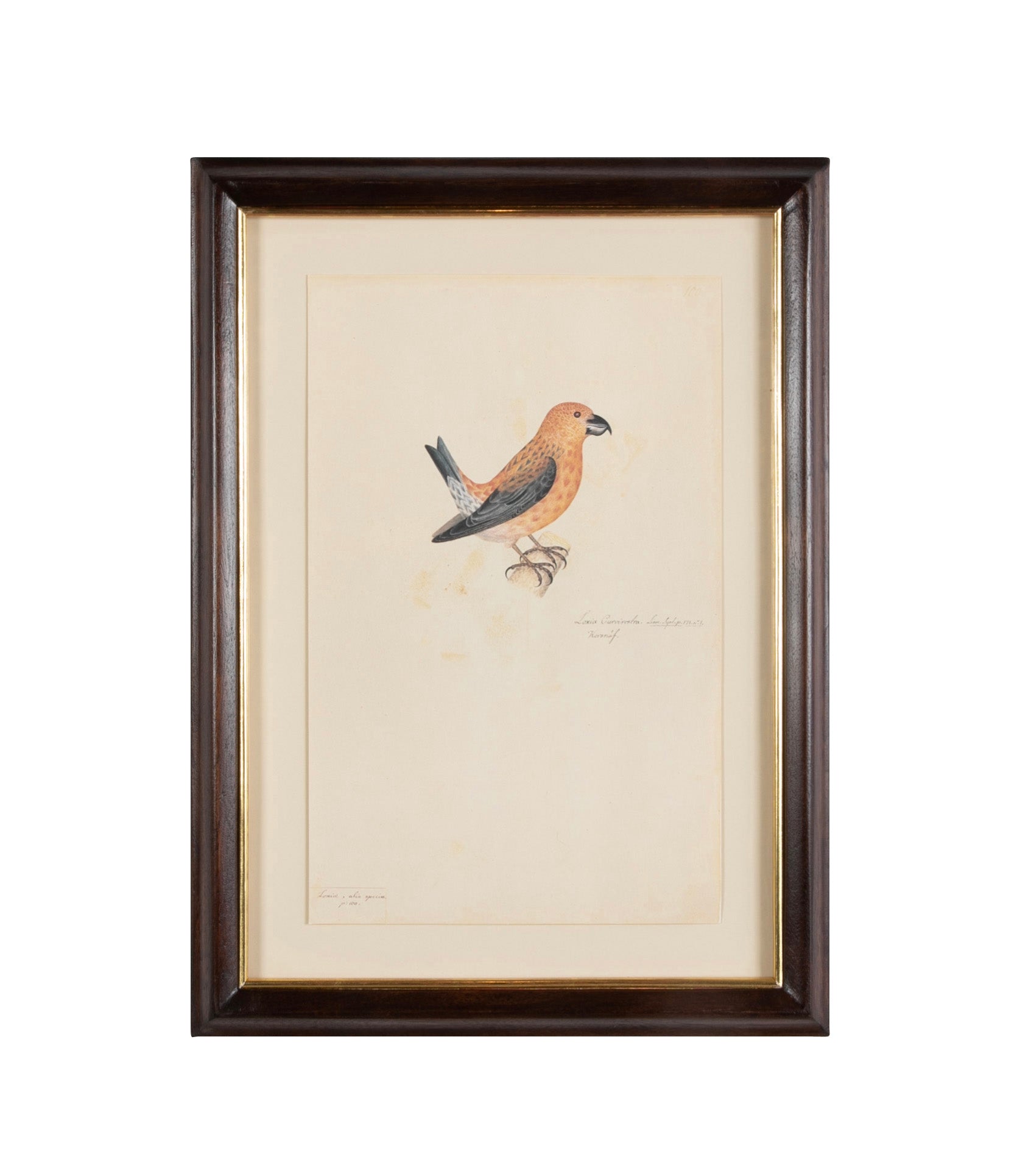 Offset Lithograph from "The Great Bird Book" by Olof Rudbeck The Younger