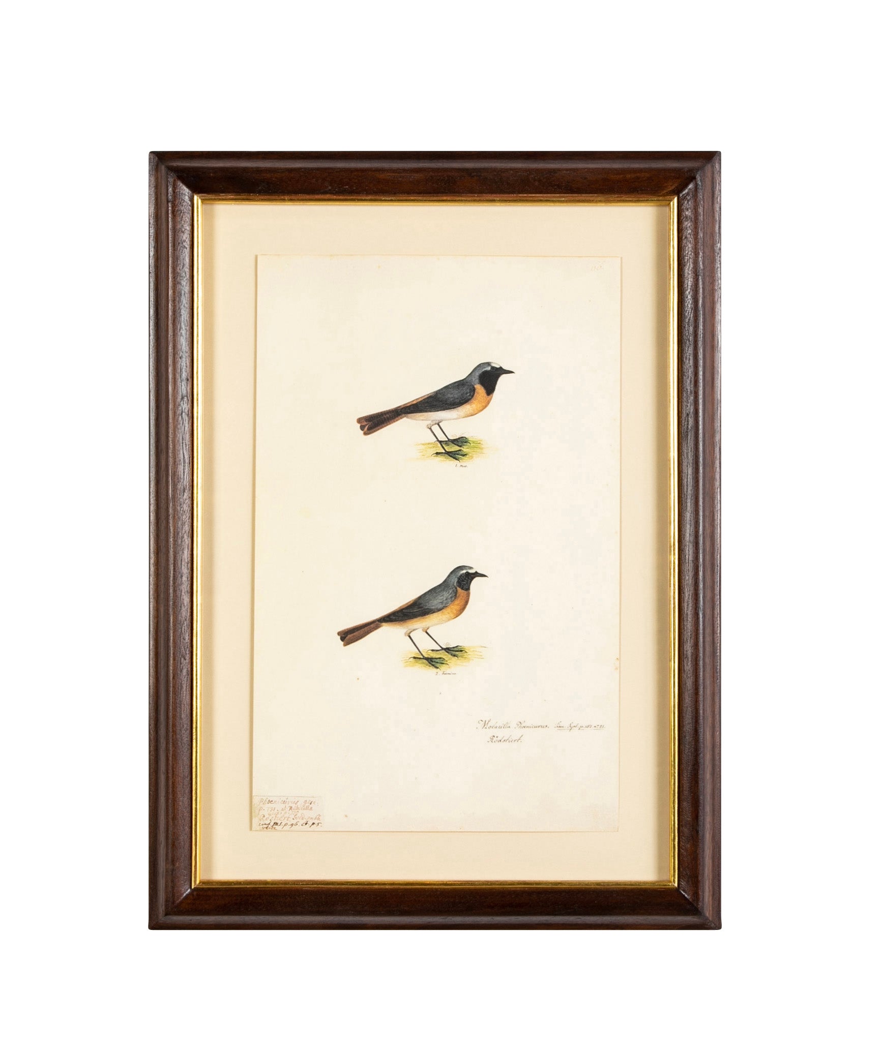 Offset Lithograph from "The Great Bird Book" by Olof Rudbeck The Younger