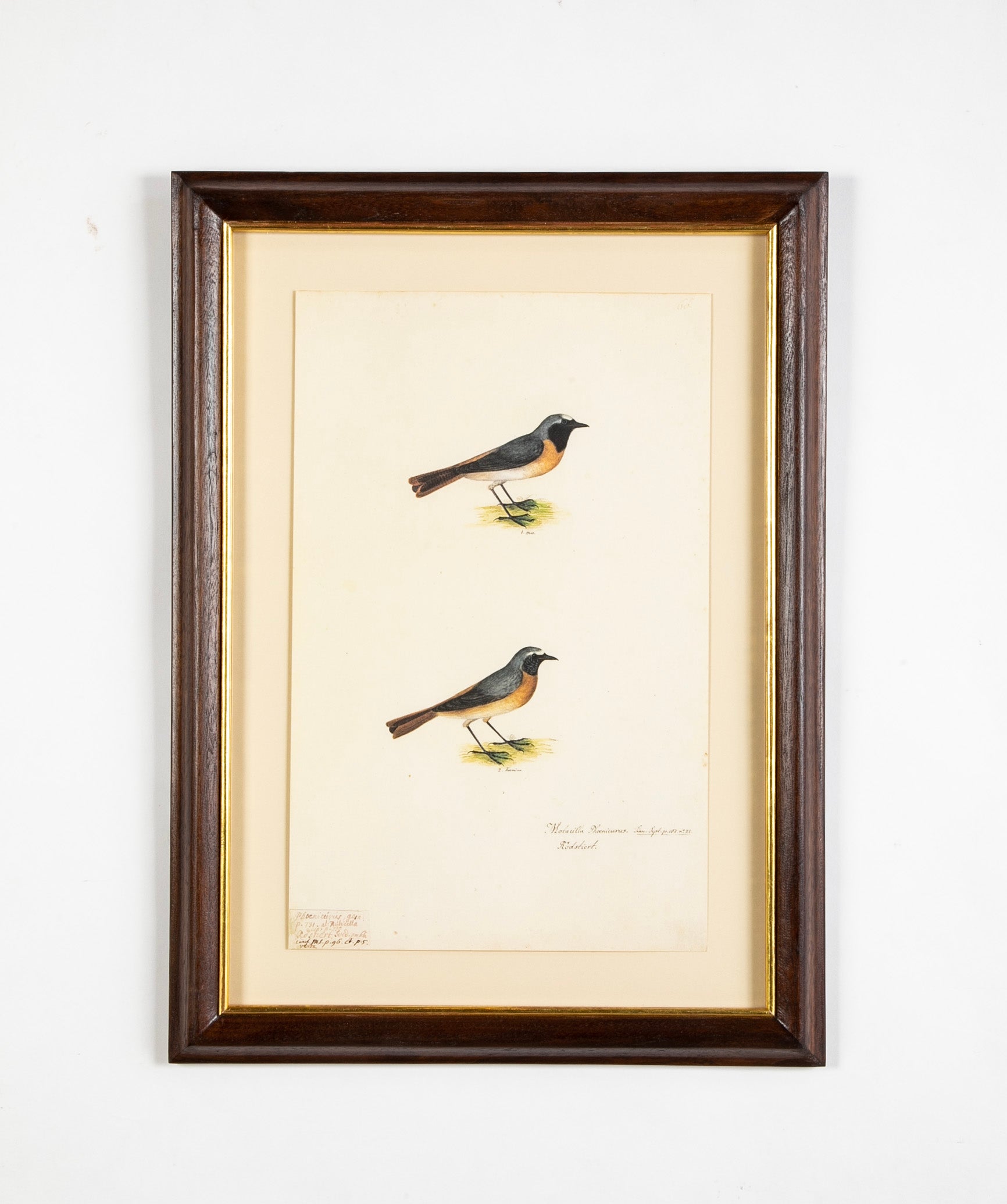 Offset Lithograph from "The Great Bird Book" by Olof Rudbeck The Younger