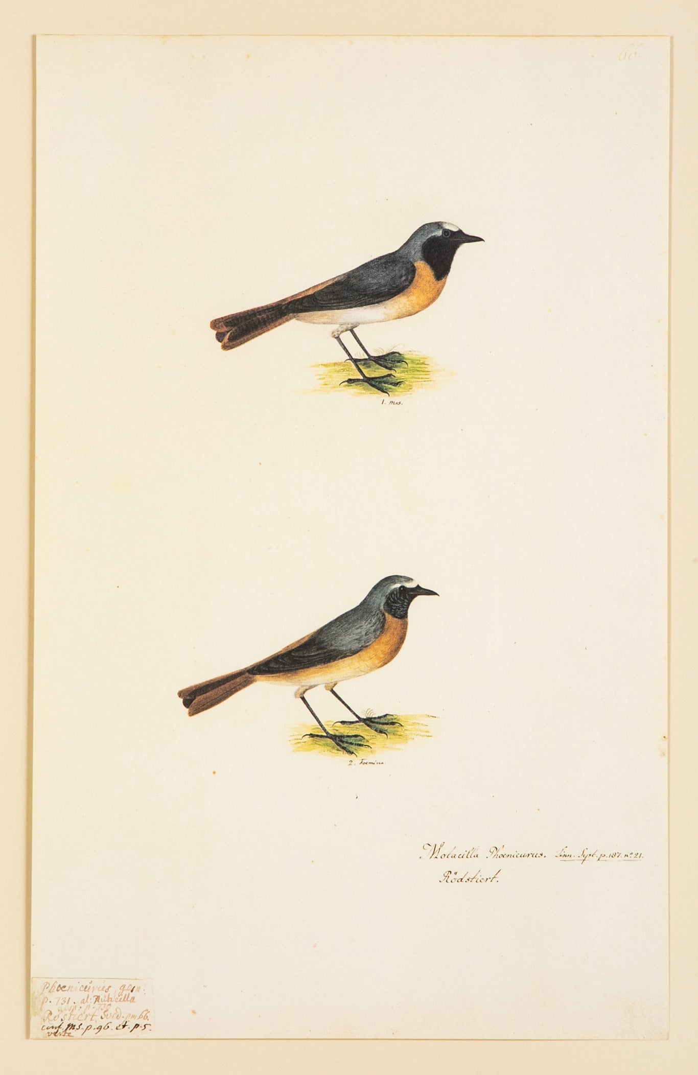 Offset Lithograph from "The Great Bird Book" by Olof Rudbeck The Younger