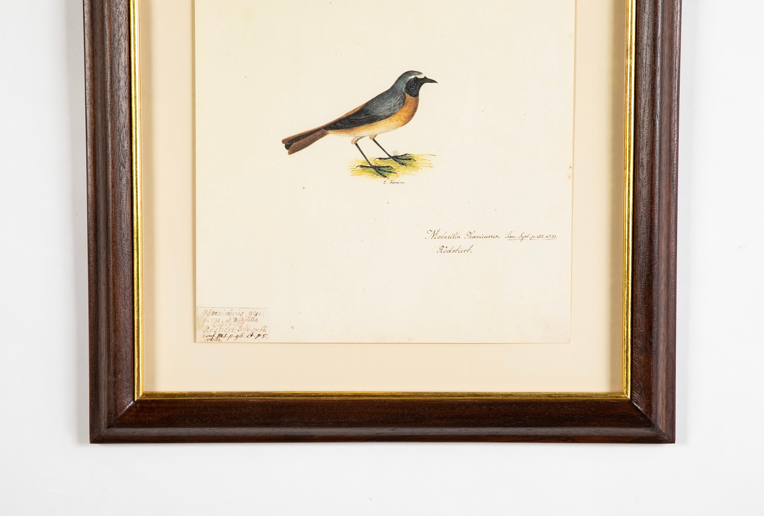 Offset Lithograph from "The Great Bird Book" by Olof Rudbeck The Younger