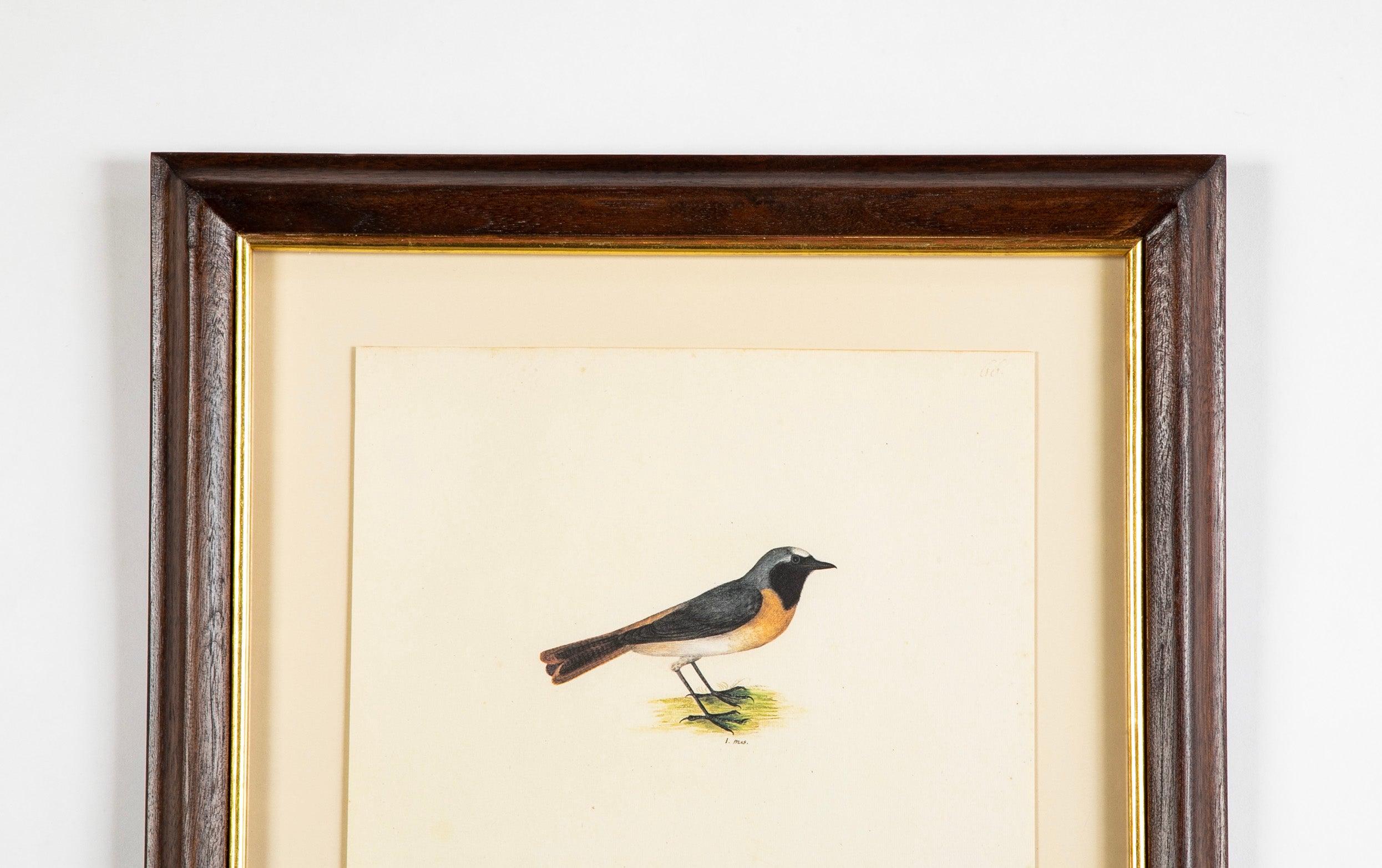 Offset Lithograph from "The Great Bird Book" by Olof Rudbeck The Younger