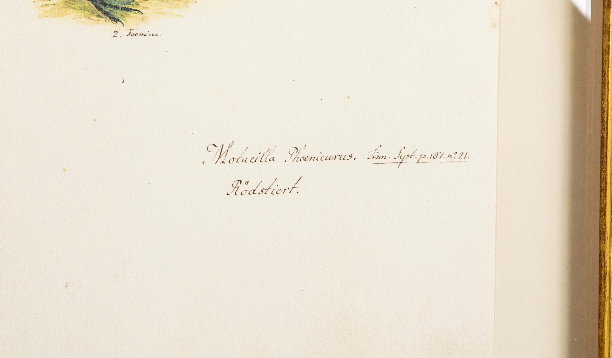 Offset Lithograph from "The Great Bird Book" by Olof Rudbeck The Younger