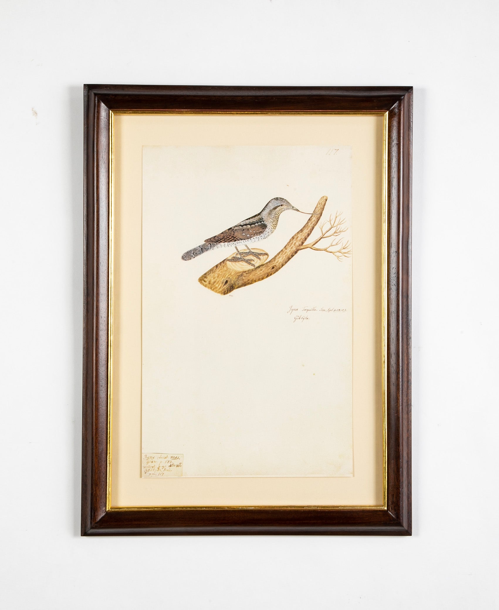 Offset Lithograph from "The Great Bird Book" by Olof Rudbeck The Younger
