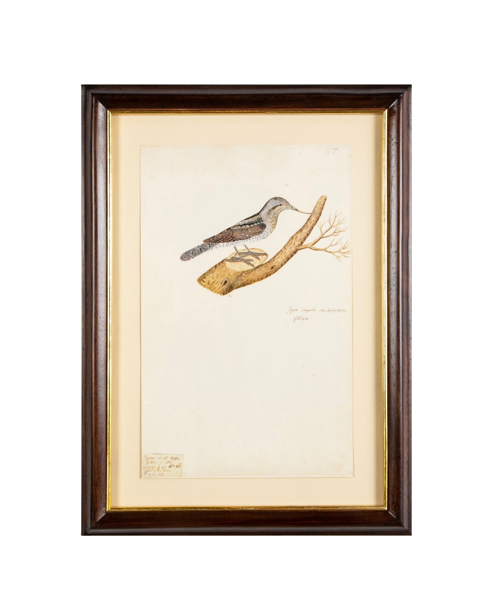Offset Lithograph from "The Great Bird Book" by Olof Rudbeck The Younger