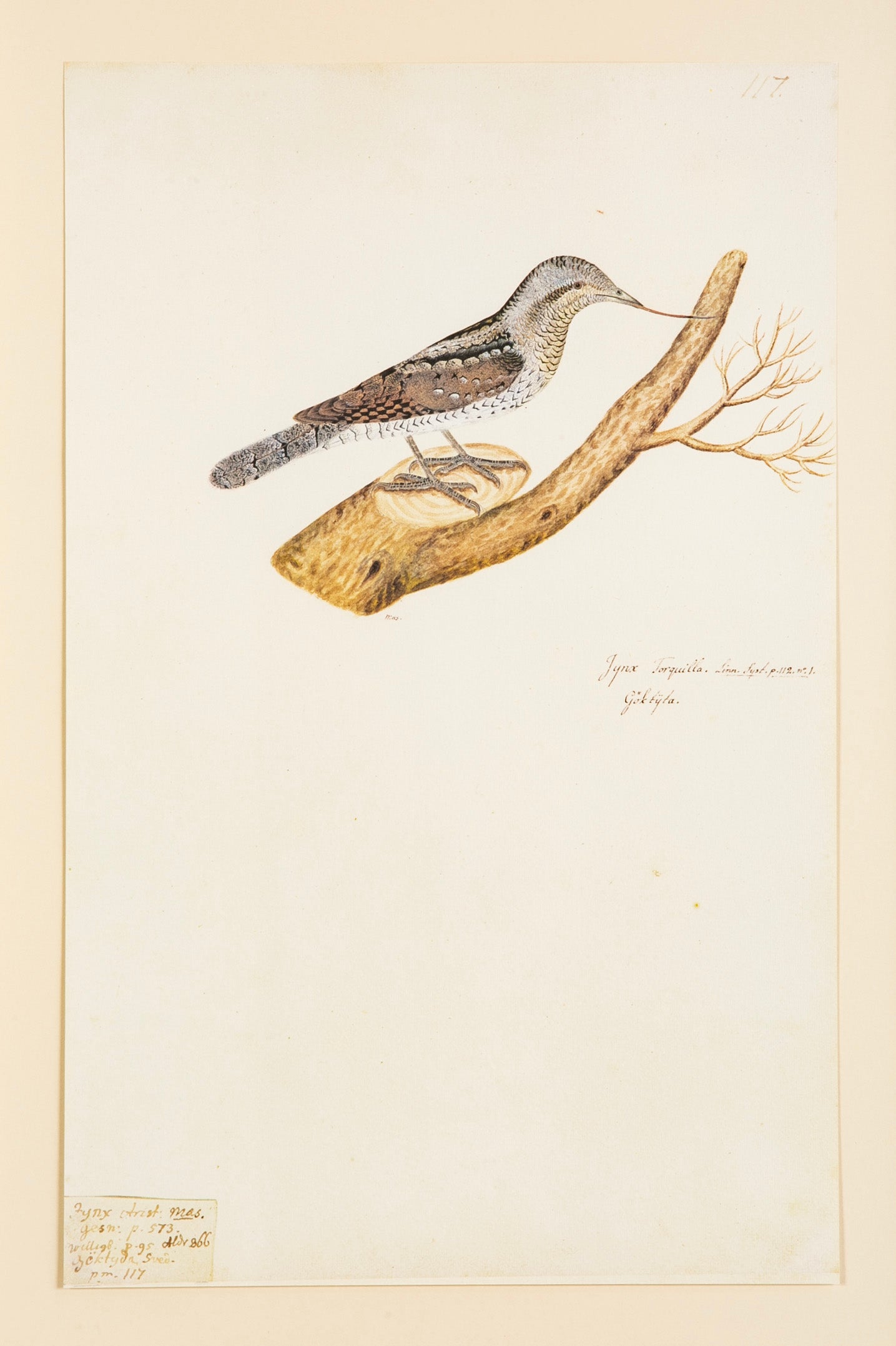 Offset Lithograph from "The Great Bird Book" by Olof Rudbeck The Younger