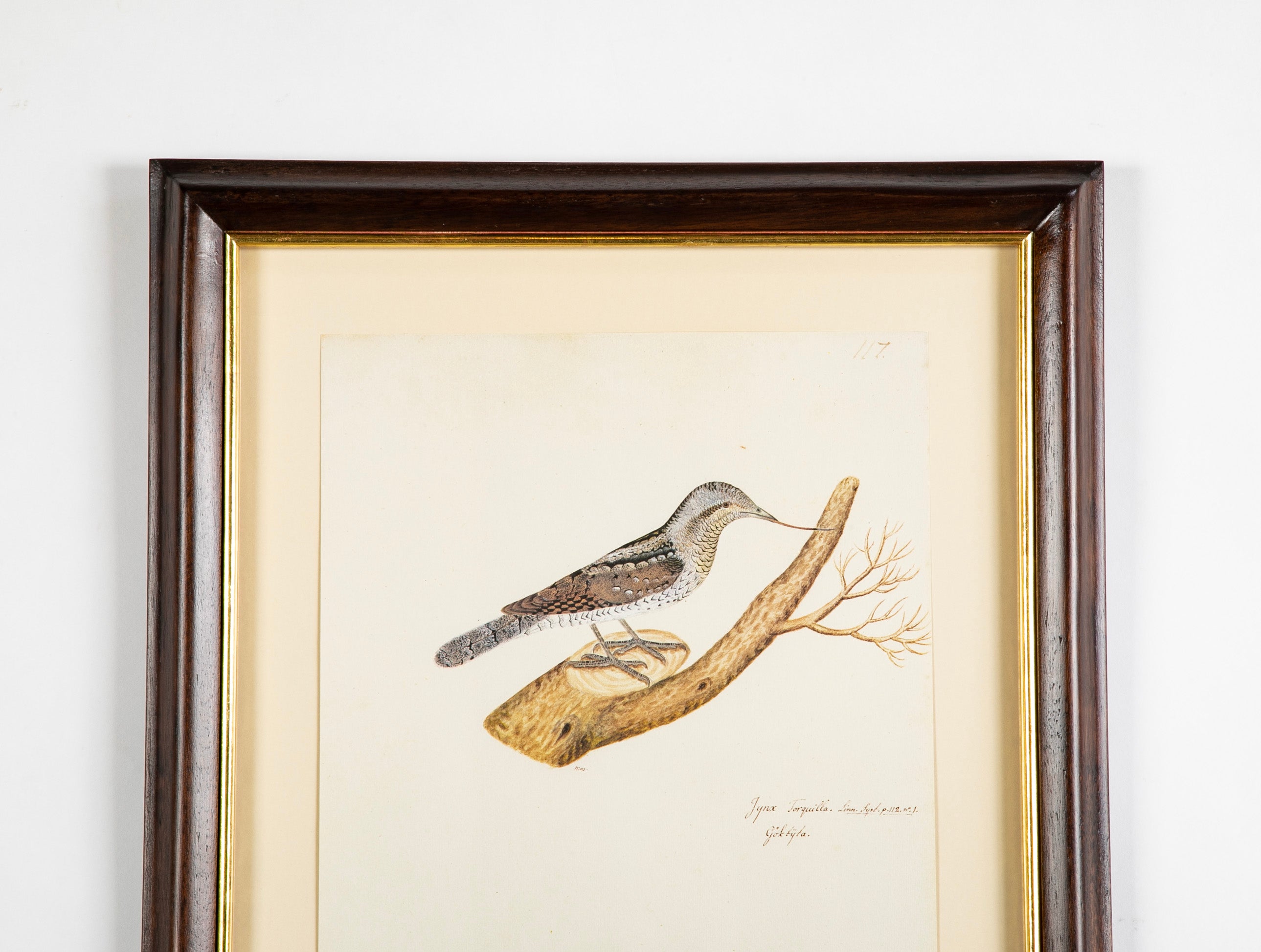 Offset Lithograph from "The Great Bird Book" by Olof Rudbeck The Younger