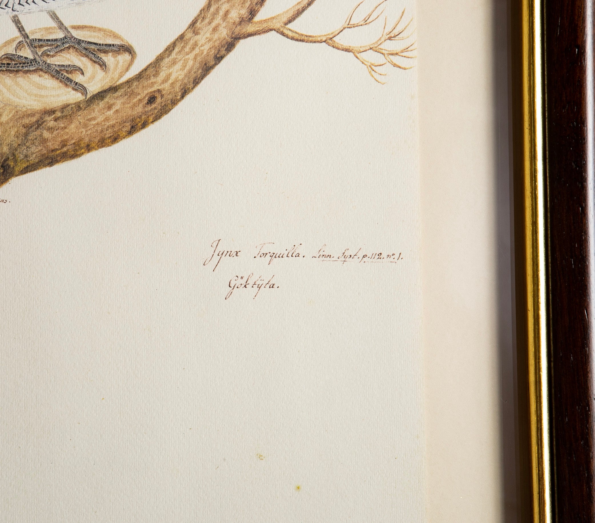 Offset Lithograph from "The Great Bird Book" by Olof Rudbeck The Younger