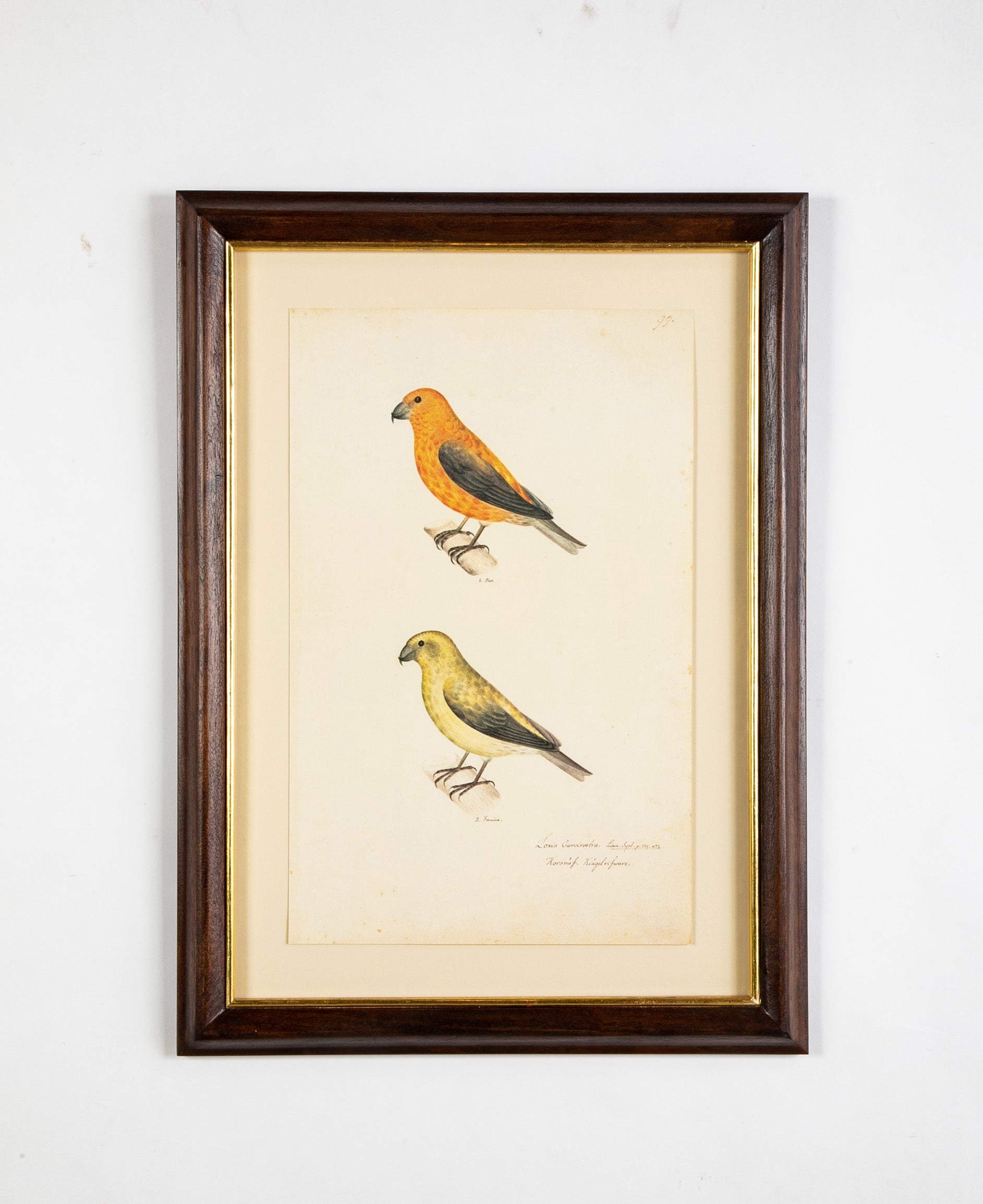 Offset Lithograph from "The Great Bird Book" by Olof Rudbeck The Younger