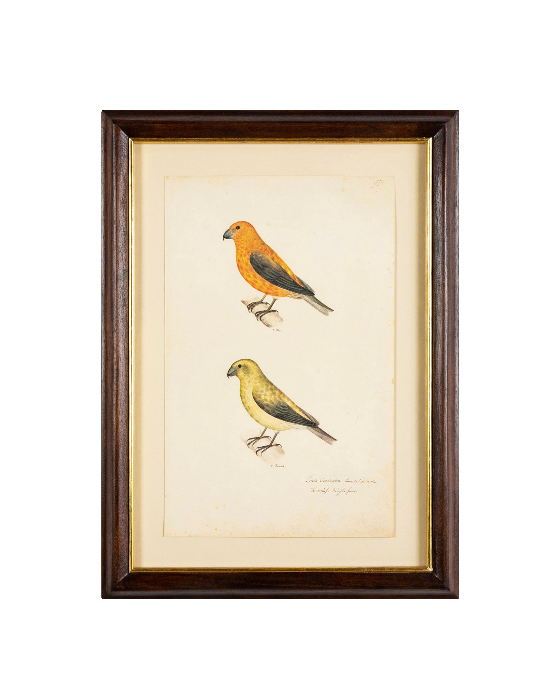 Offset Lithograph from "The Great Bird Book" by Olof Rudbeck The Younger