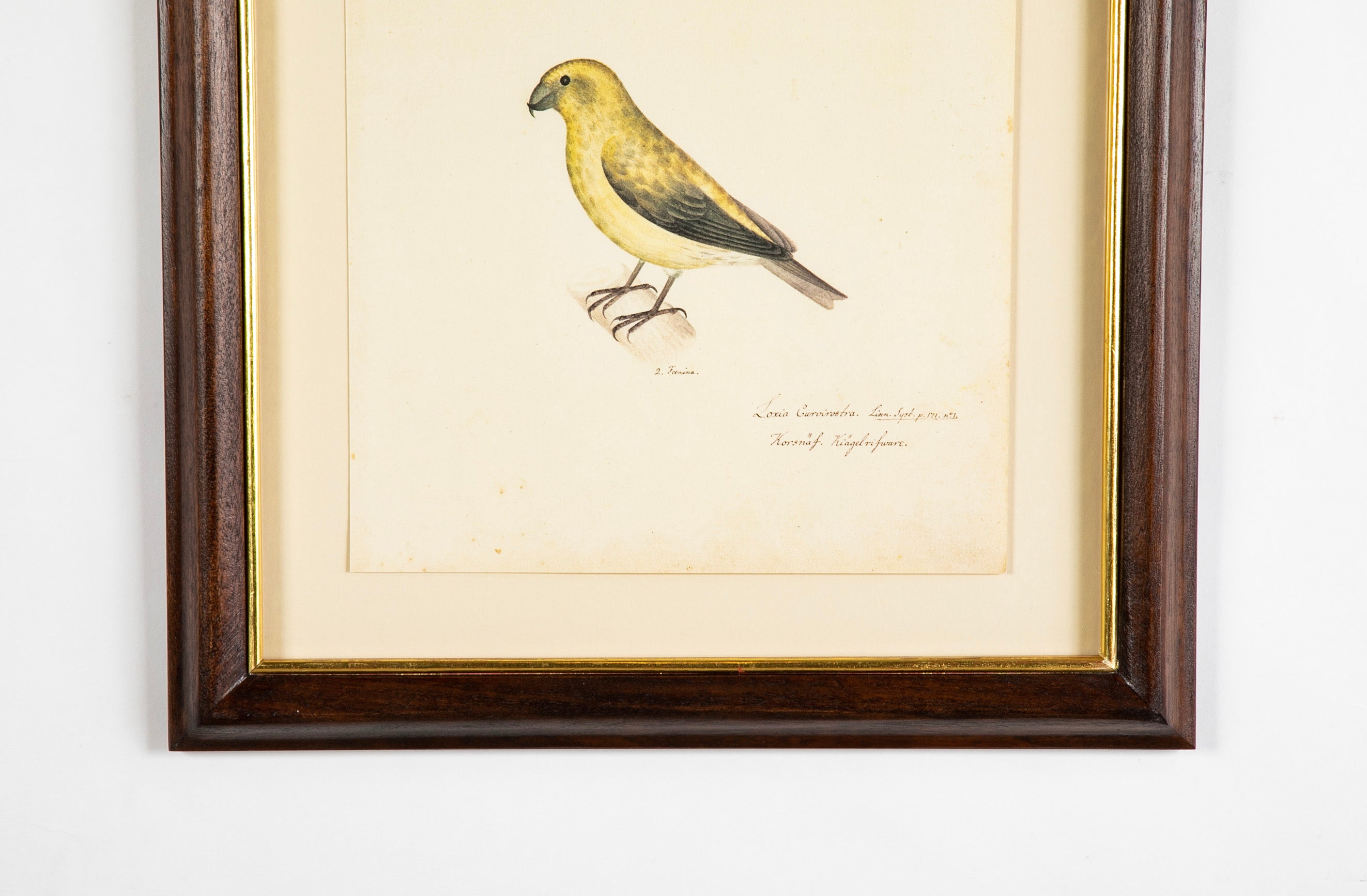 Offset Lithograph from "The Great Bird Book" by Olof Rudbeck The Younger