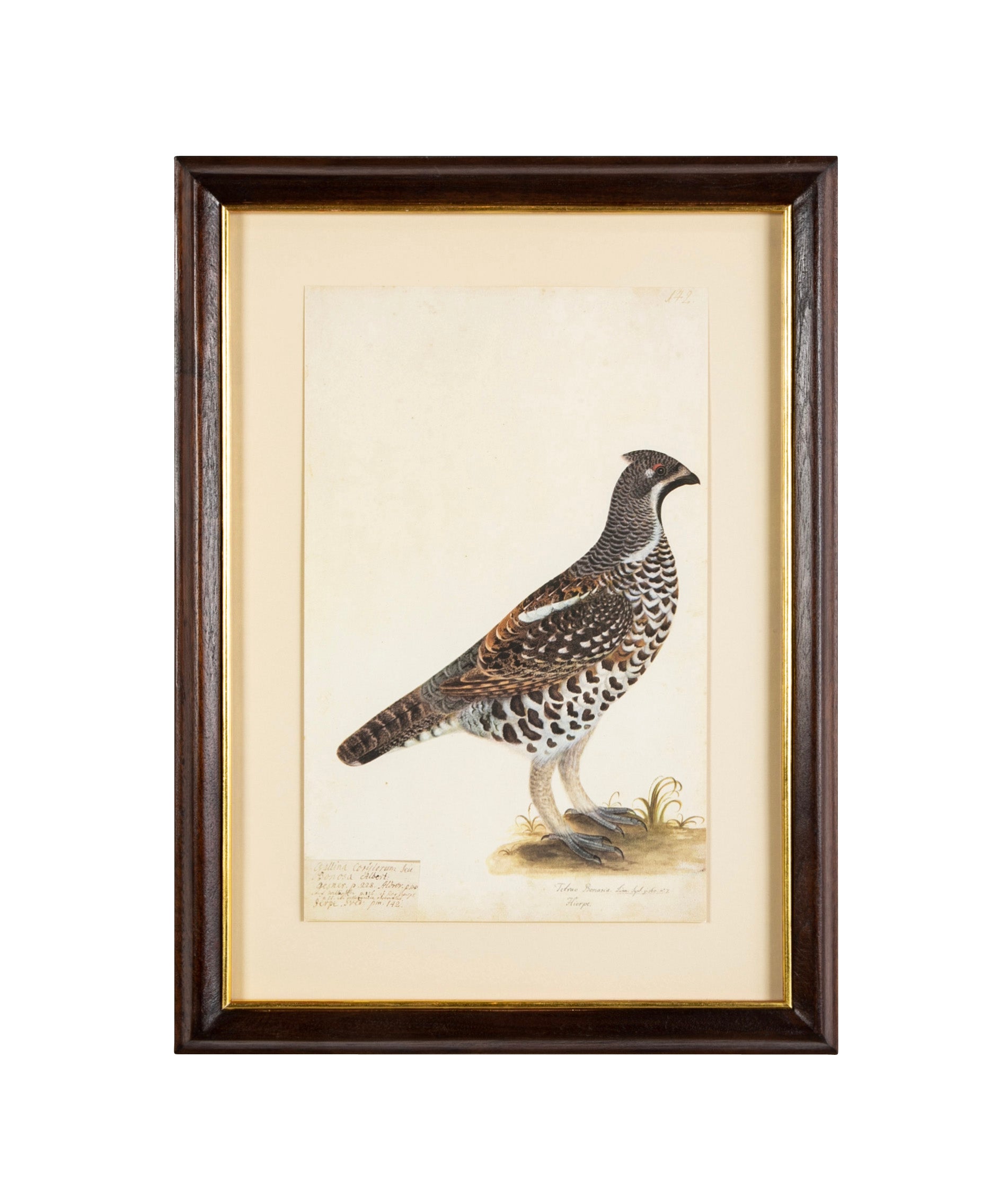 Offset Lithograph from "The Great Bird Book" by Olof Rudbeck The Younger
